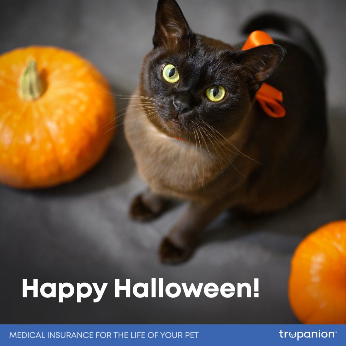 Veterinary Care Group - Middle Village Queens