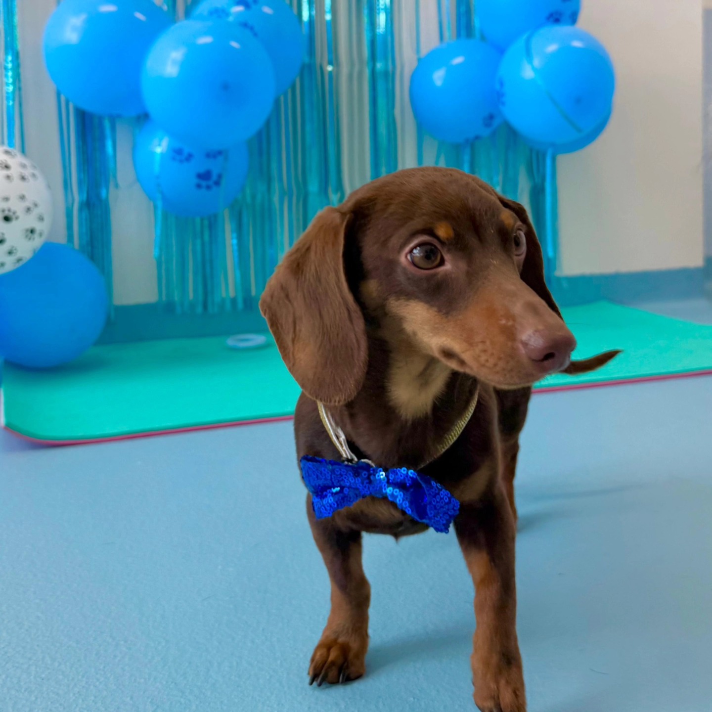 Rapawzel Dog Grooming & Day Care Queens