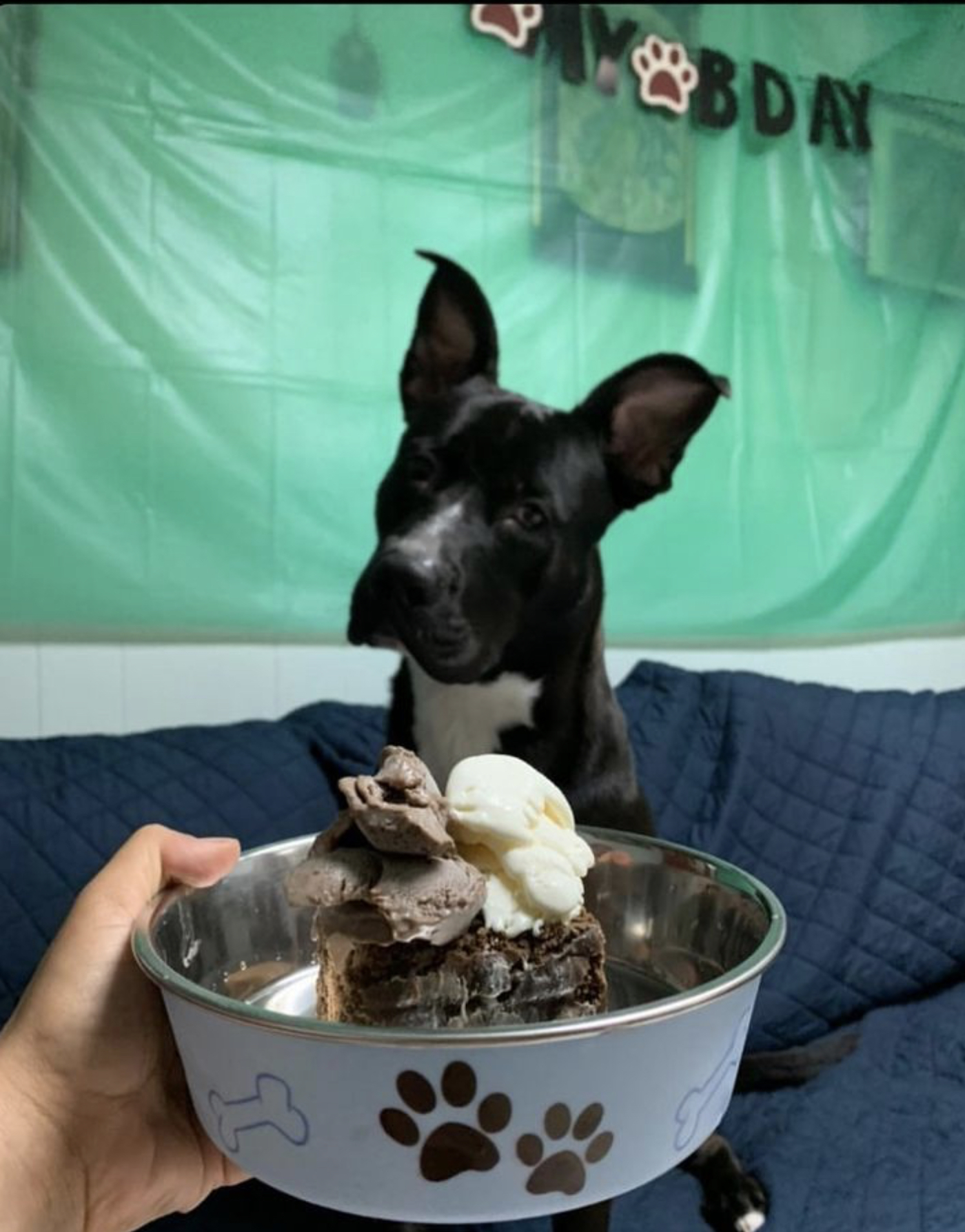 Fat Puppies INN Queens