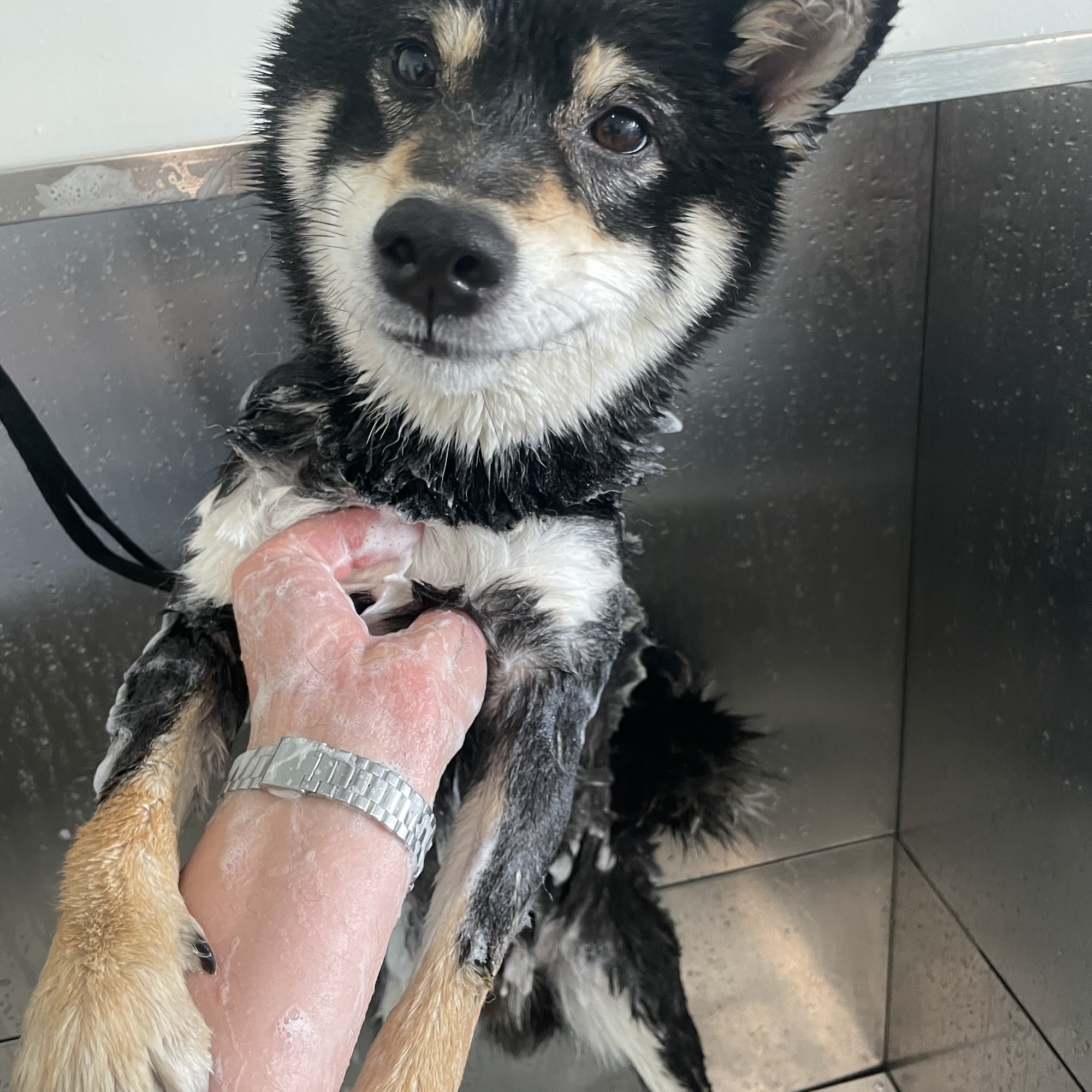 Astoria Dog Wash (Self-Service) Queens