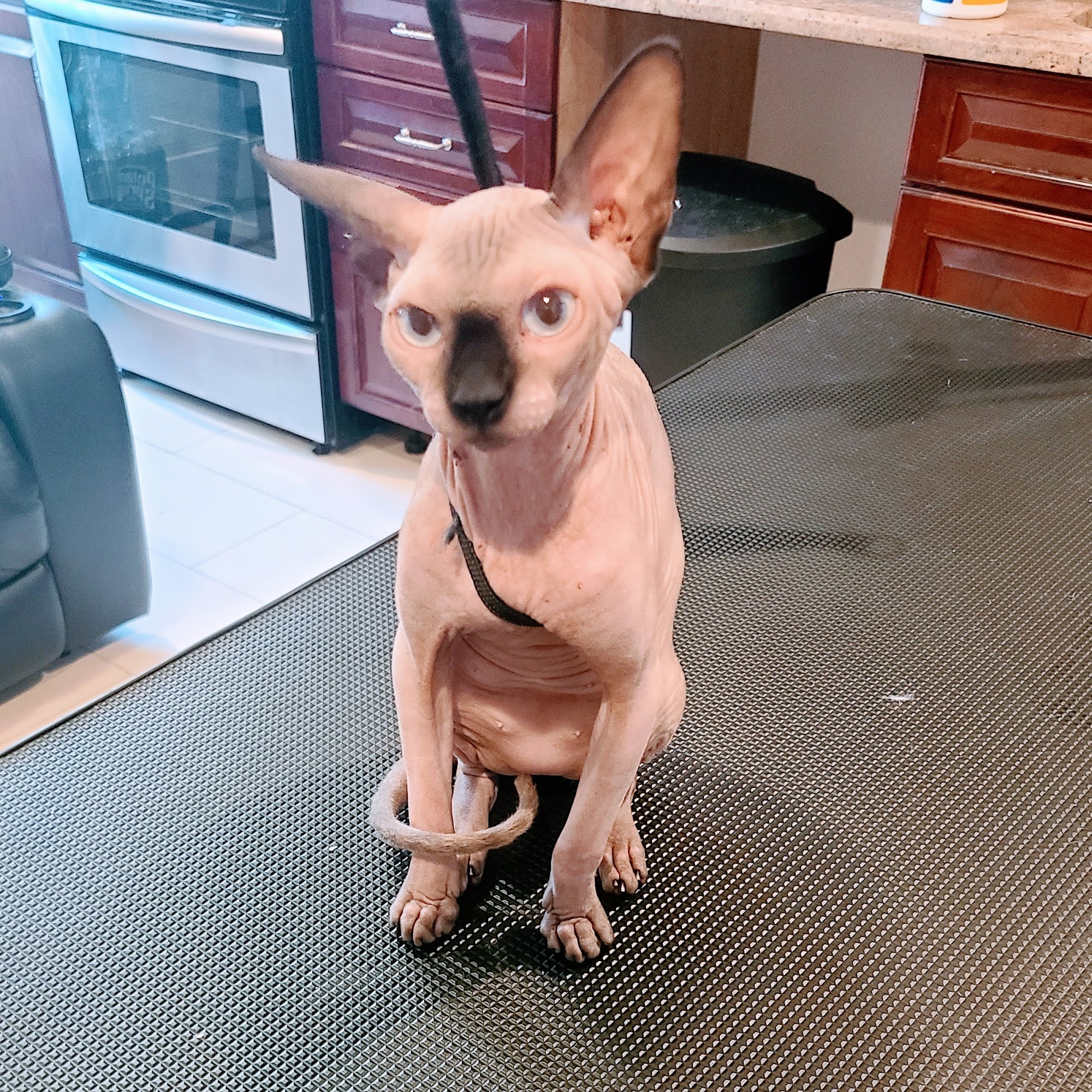 Faith's Pet Spa Queens