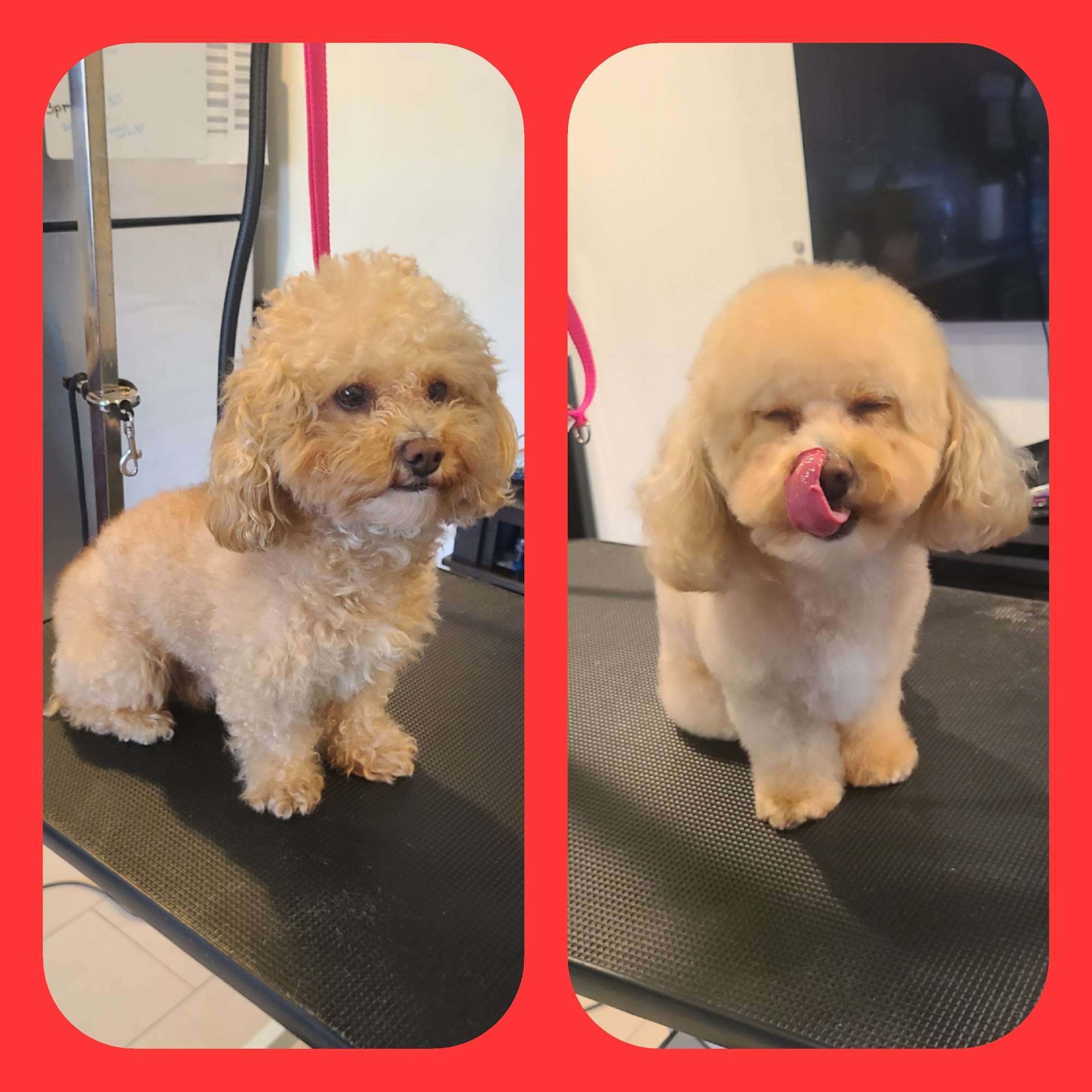 Faith's Pet Spa Queens