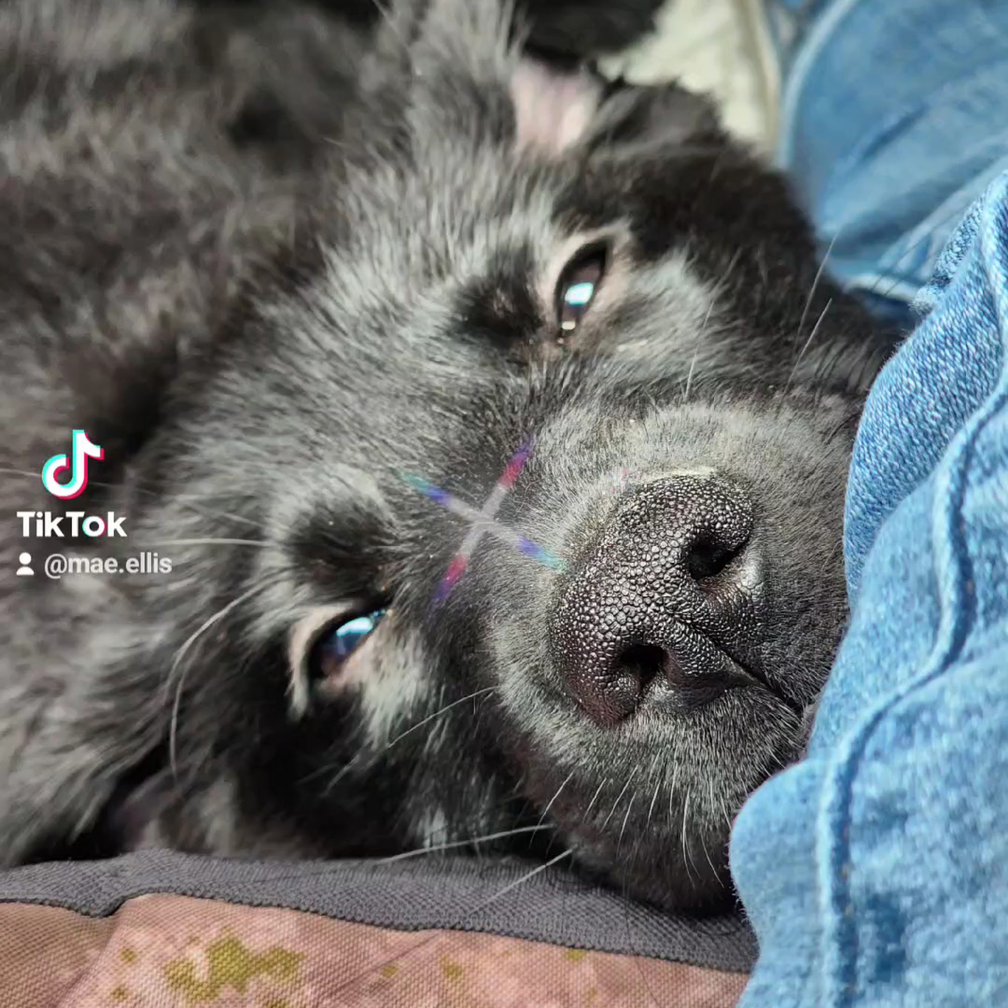 North Country Veterinary Referral Center Queensbury