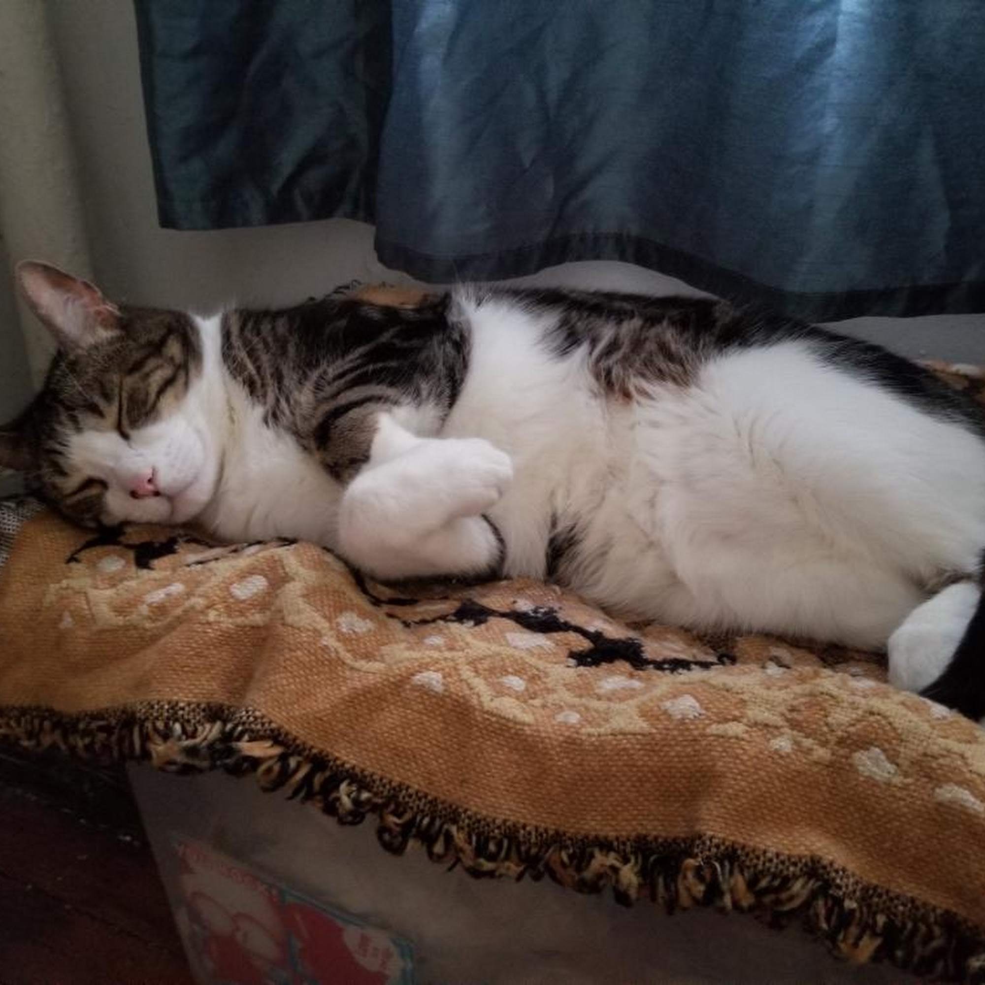 Countryside Veterinary Medical Group Queensbury