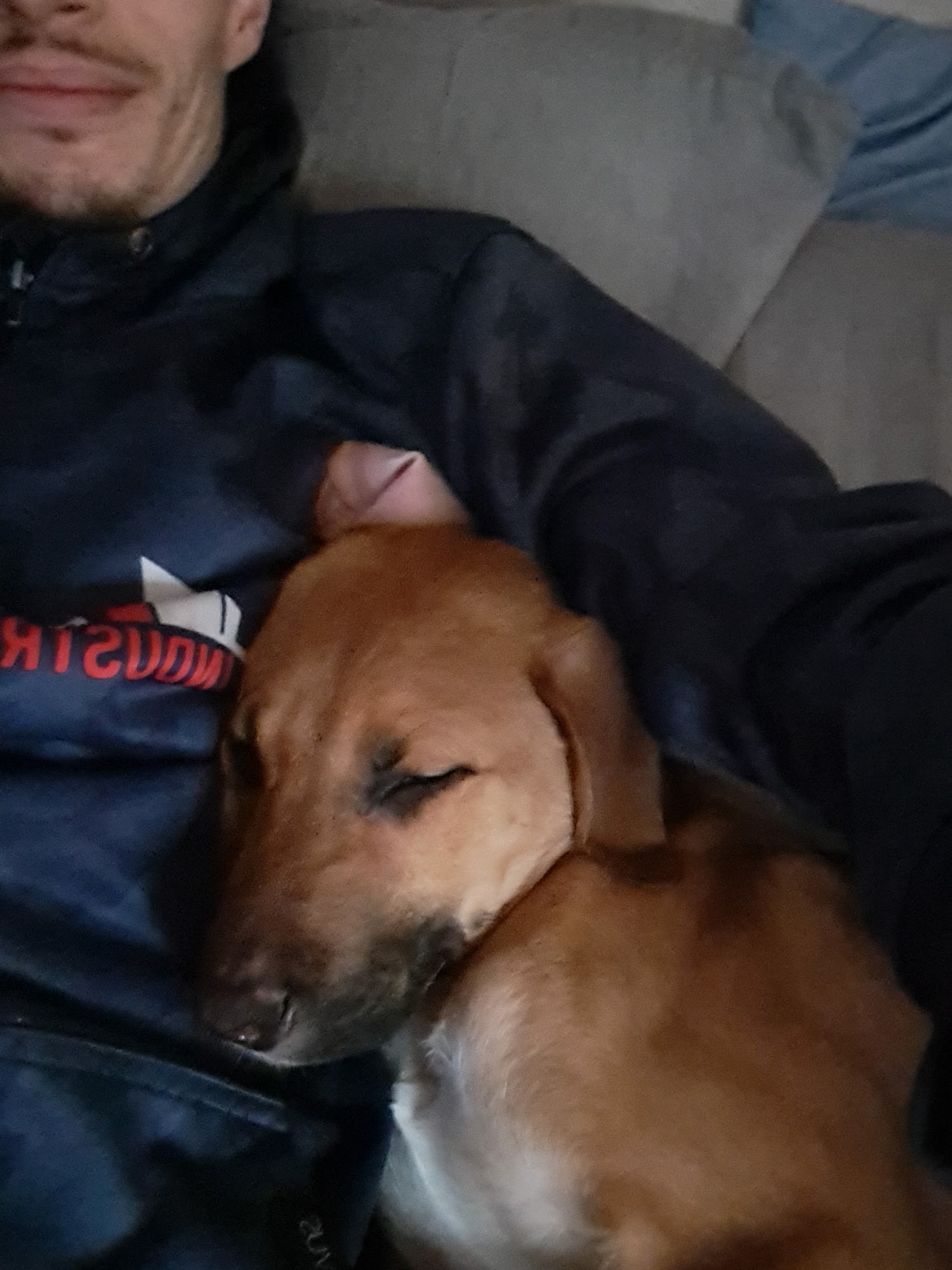 Queensbury Animal Hospital Queensbury