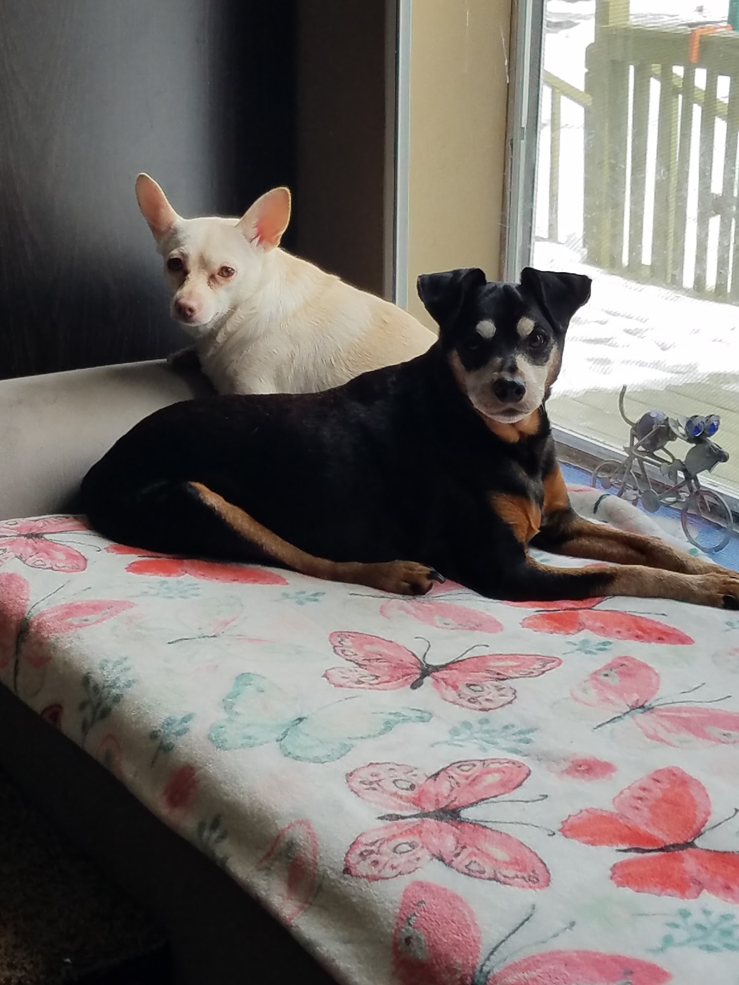 Glens Falls Animal Hospital Queensbury