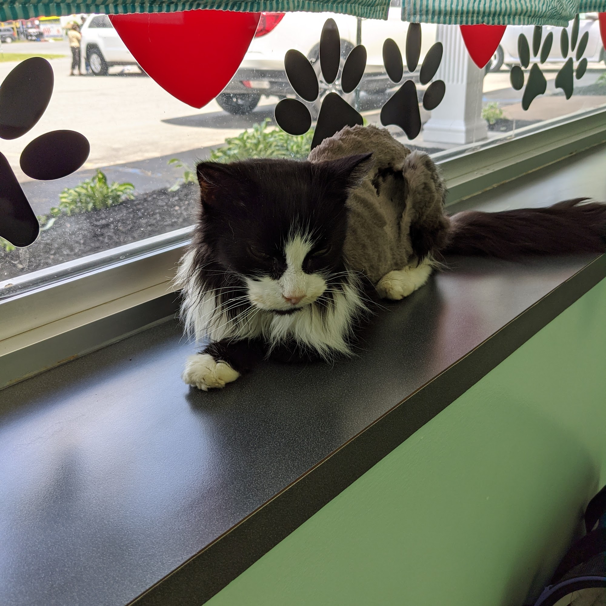 Quaker Animal Hospital Queensbury