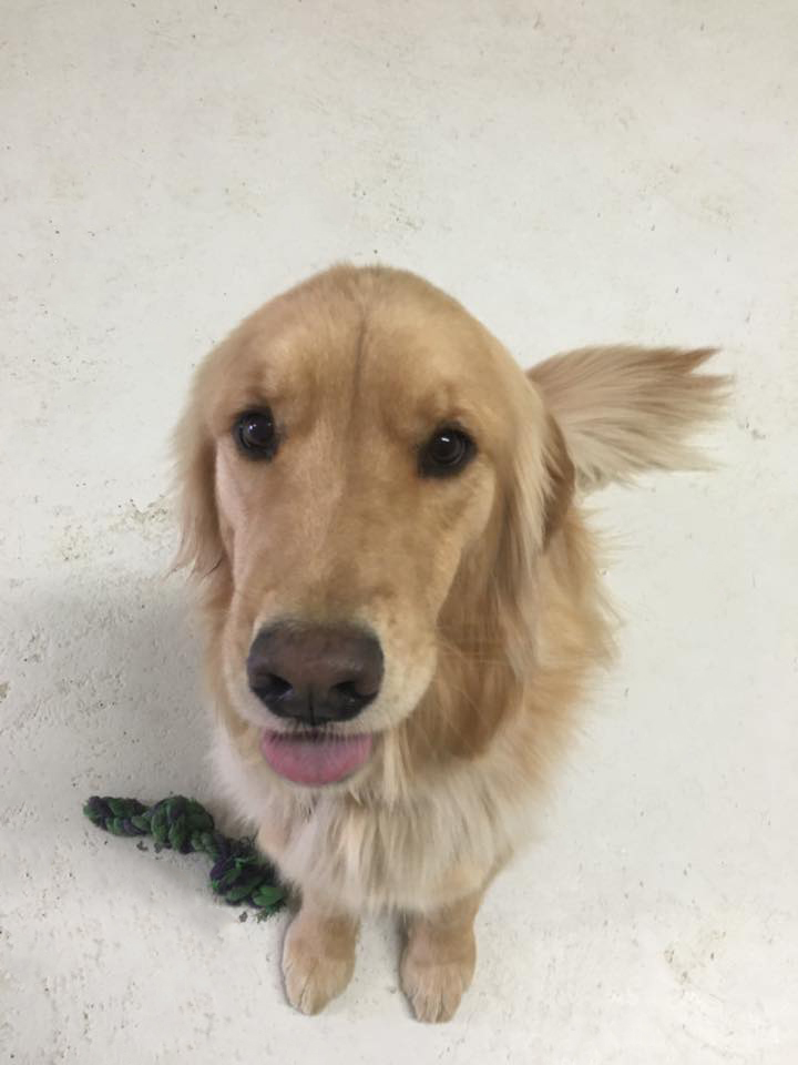 Classy Clip Grooming and Day Care Queensbury