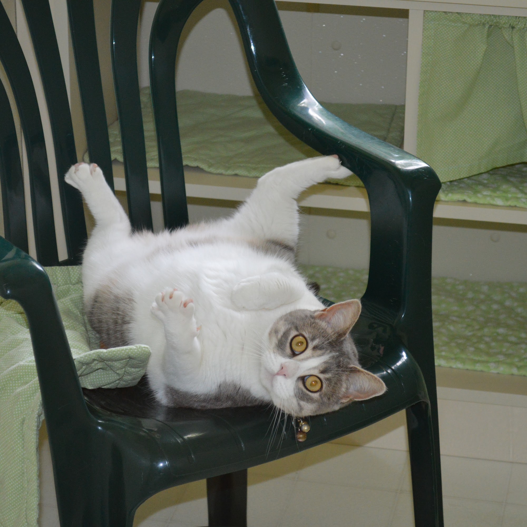 The Country Kitty B&B Queensbury