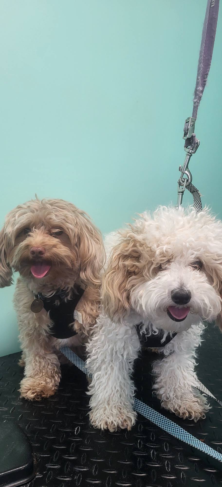 Barks and Bubbles Ravena