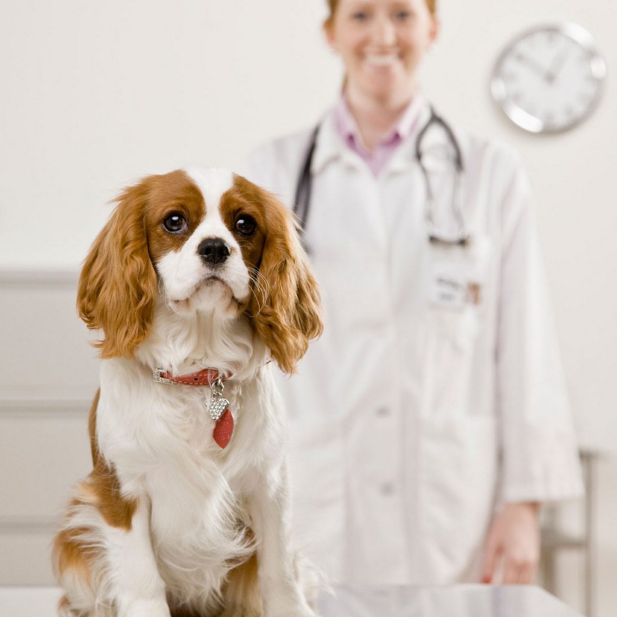 Spay Neuter Clinic/Veterinary Surgery Rego Park