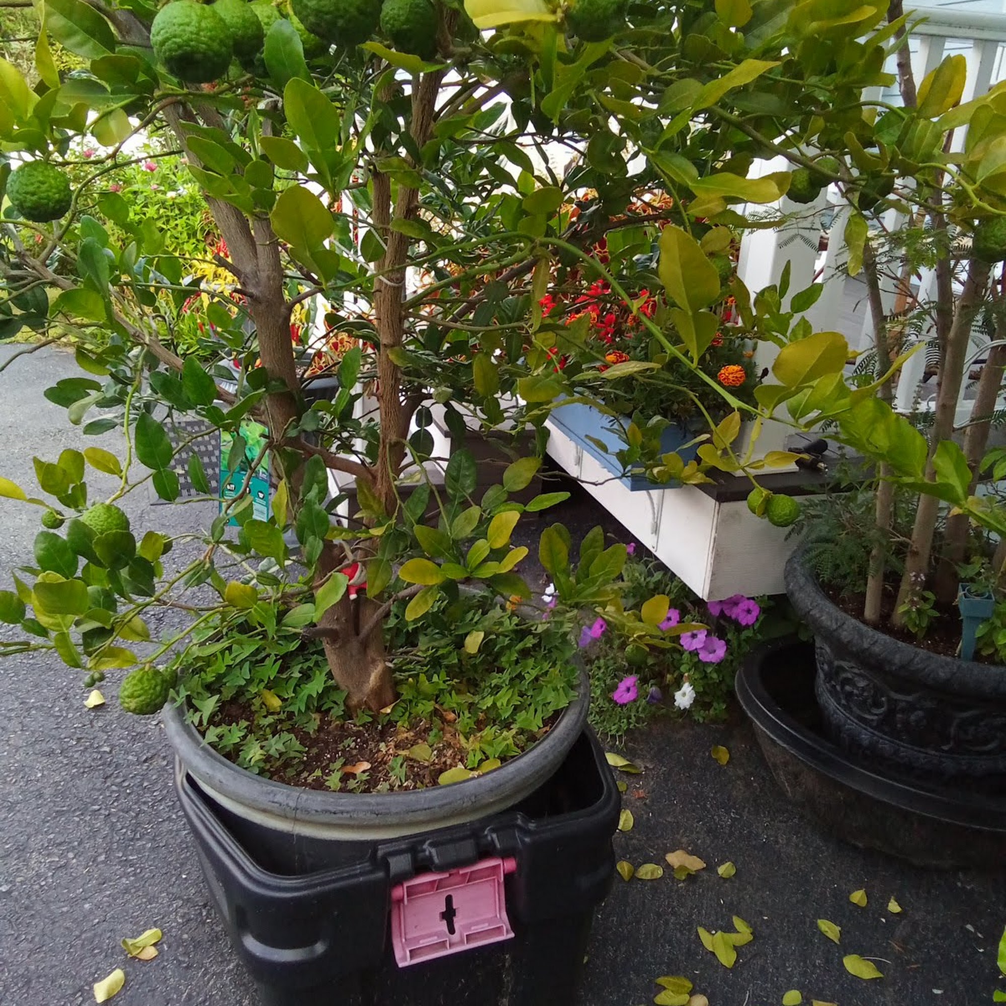 Mingala Store Rensselaer