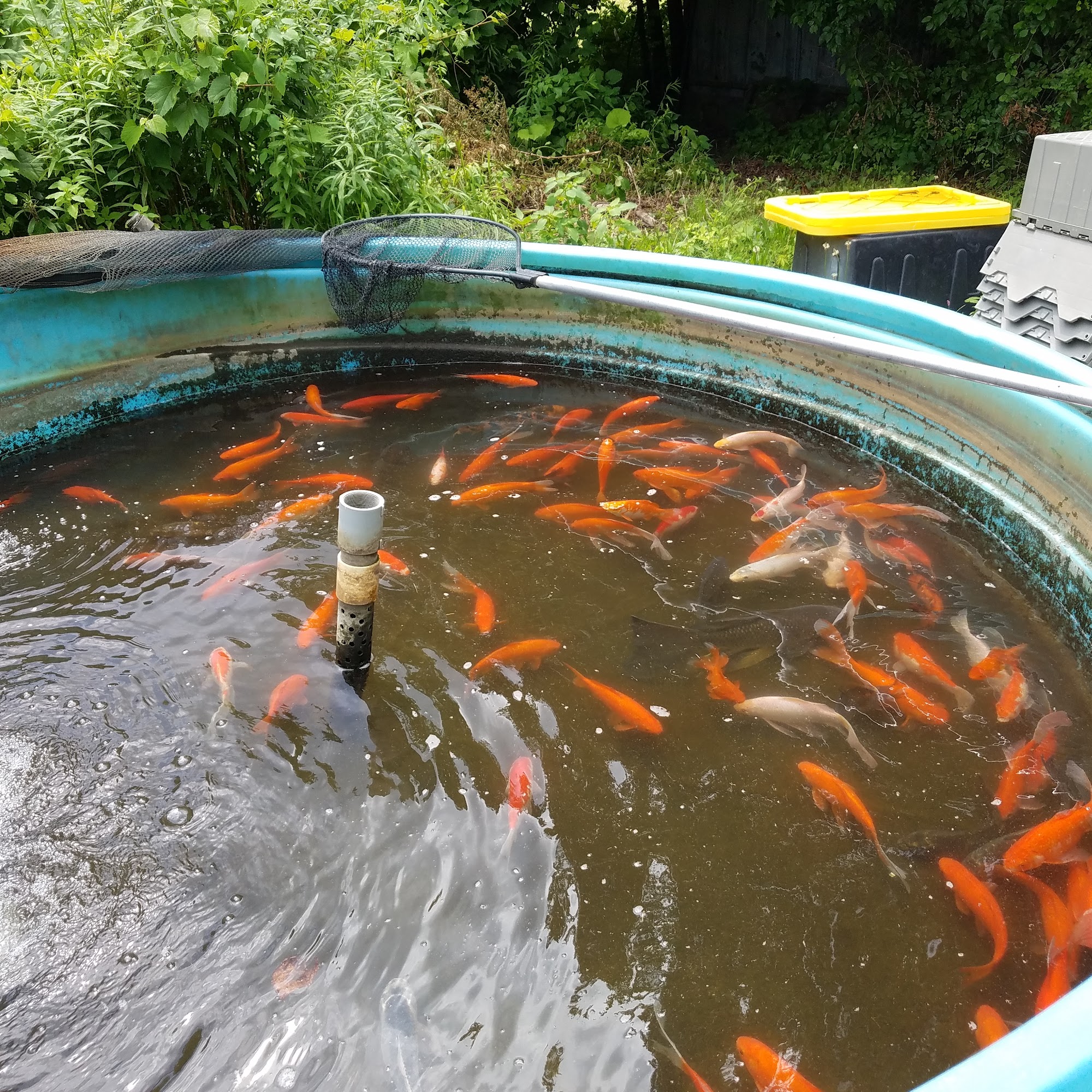 Northeastern Aquatics Inc Rhinebeck