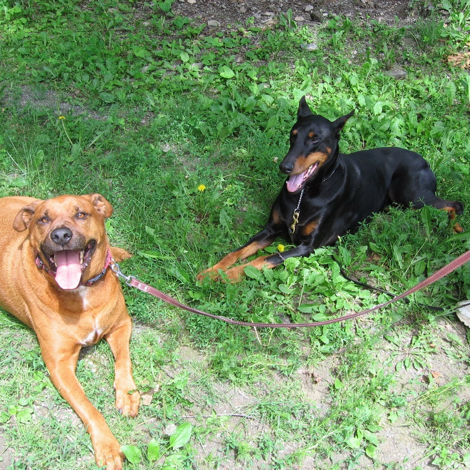 Professional Pet Care Rhinebeck