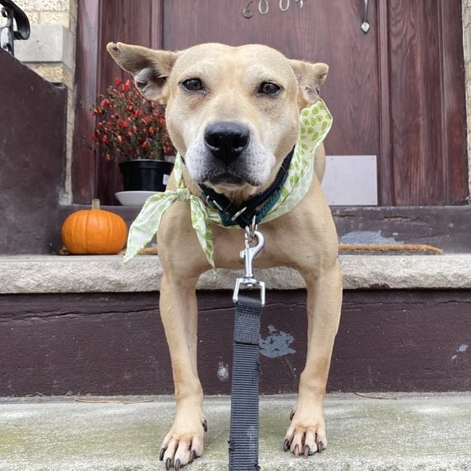 RidgeWalks Dog Walking and Cat Sitting Ridgewood