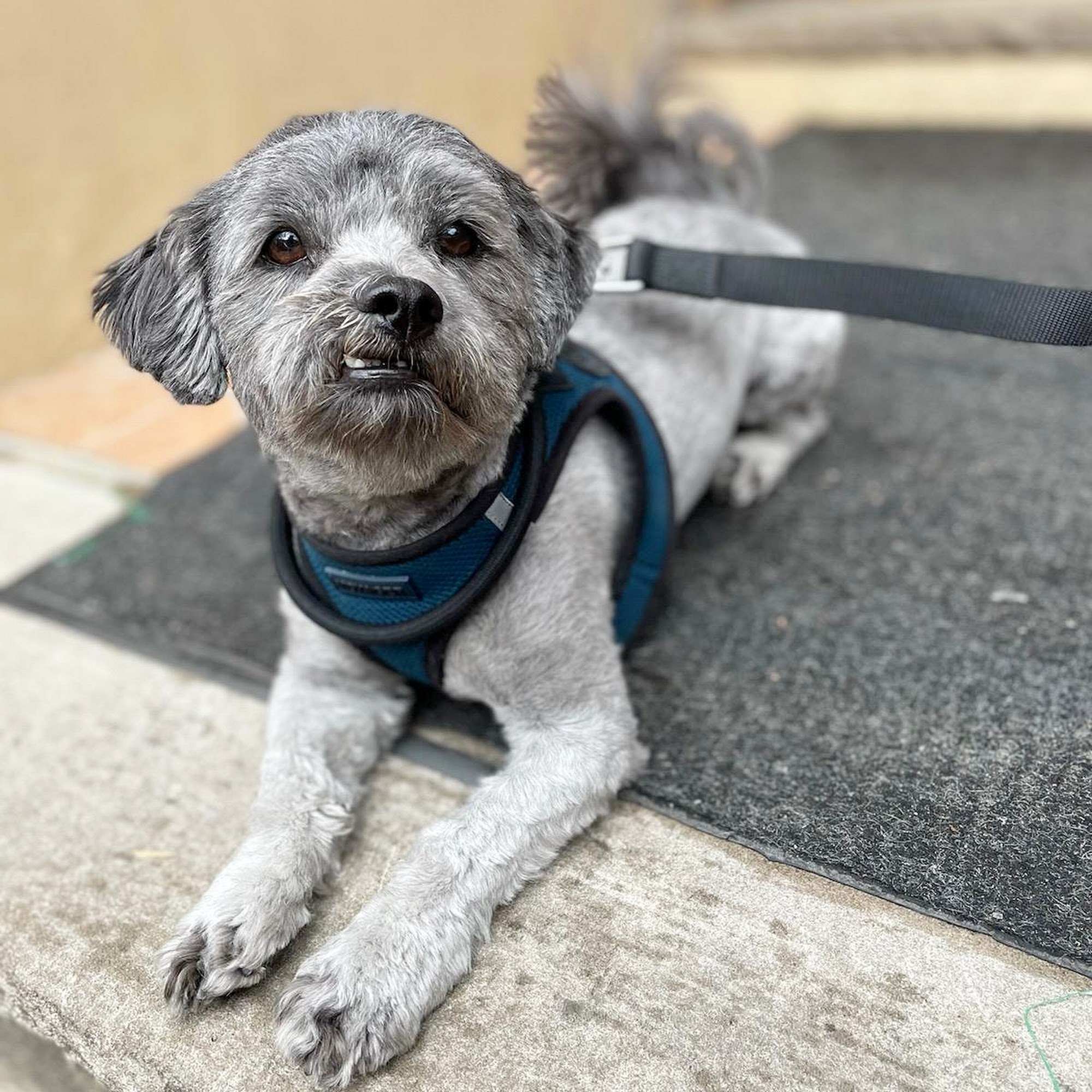 RidgeWalks Dog Walking and Cat Sitting Ridgewood