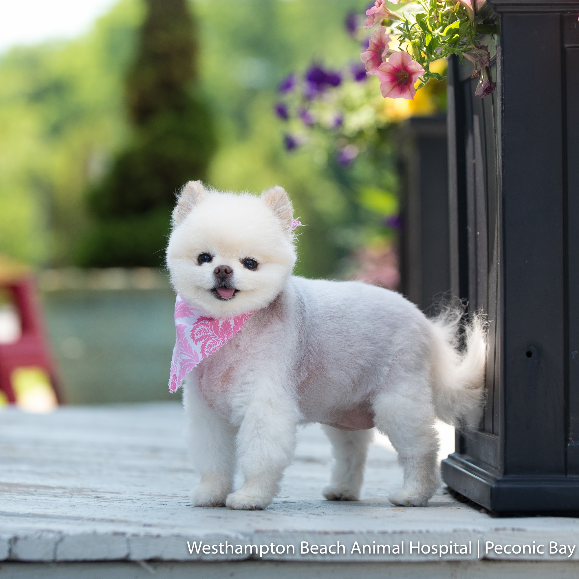 Peconic Bay Animal Hospital Riverhead