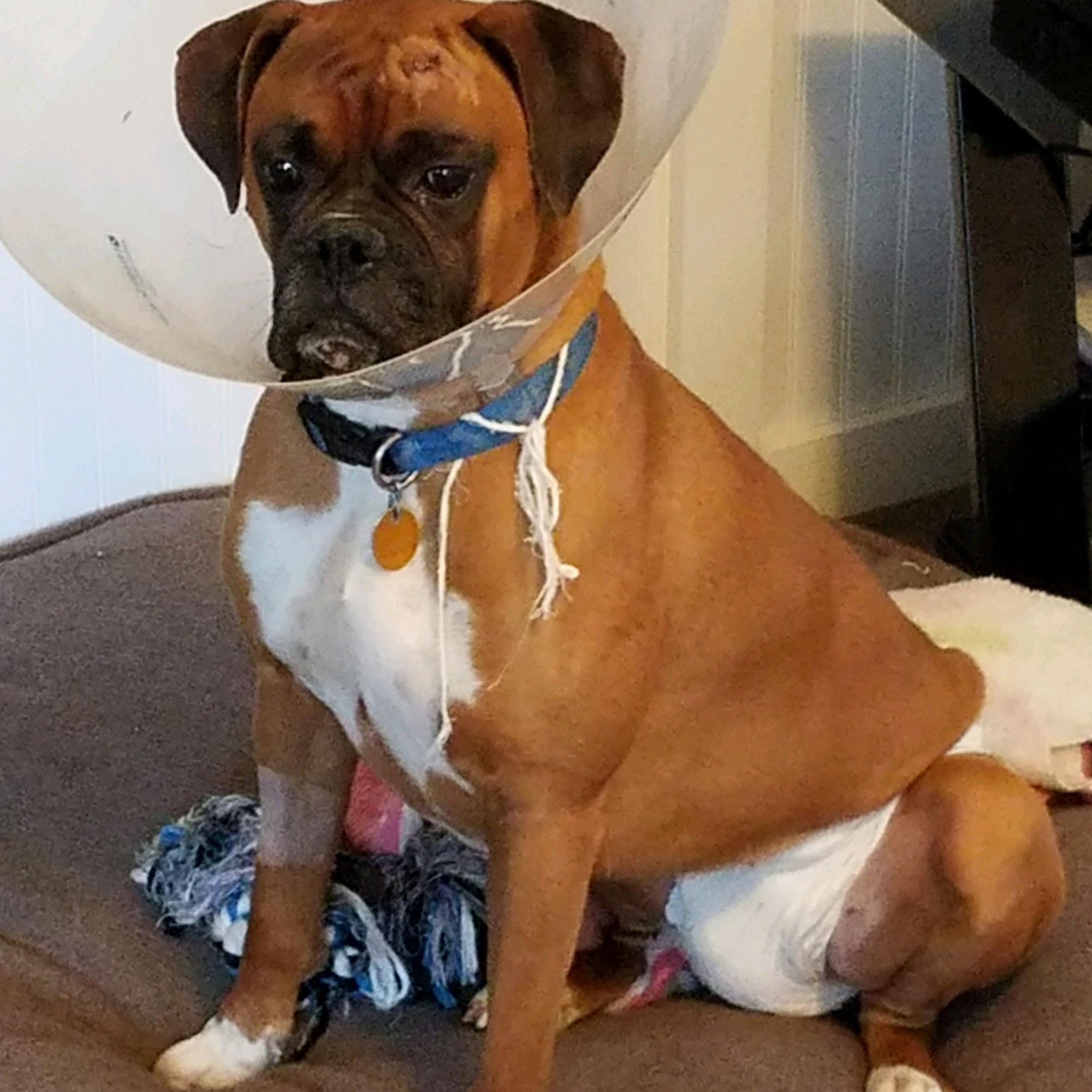 Animal Hospital of Riverhead Riverhead