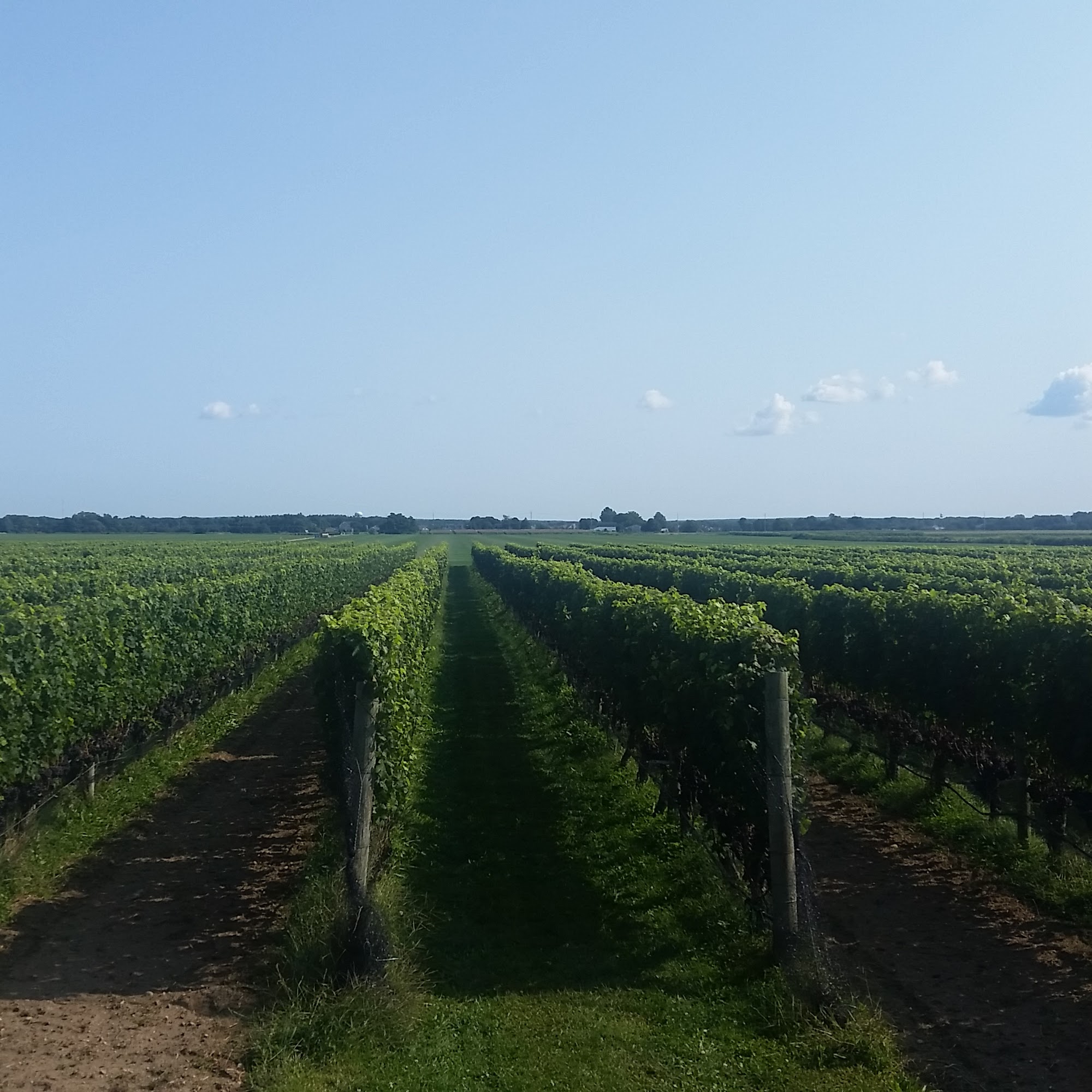 Roanoke Vineyards (members only) Riverhead