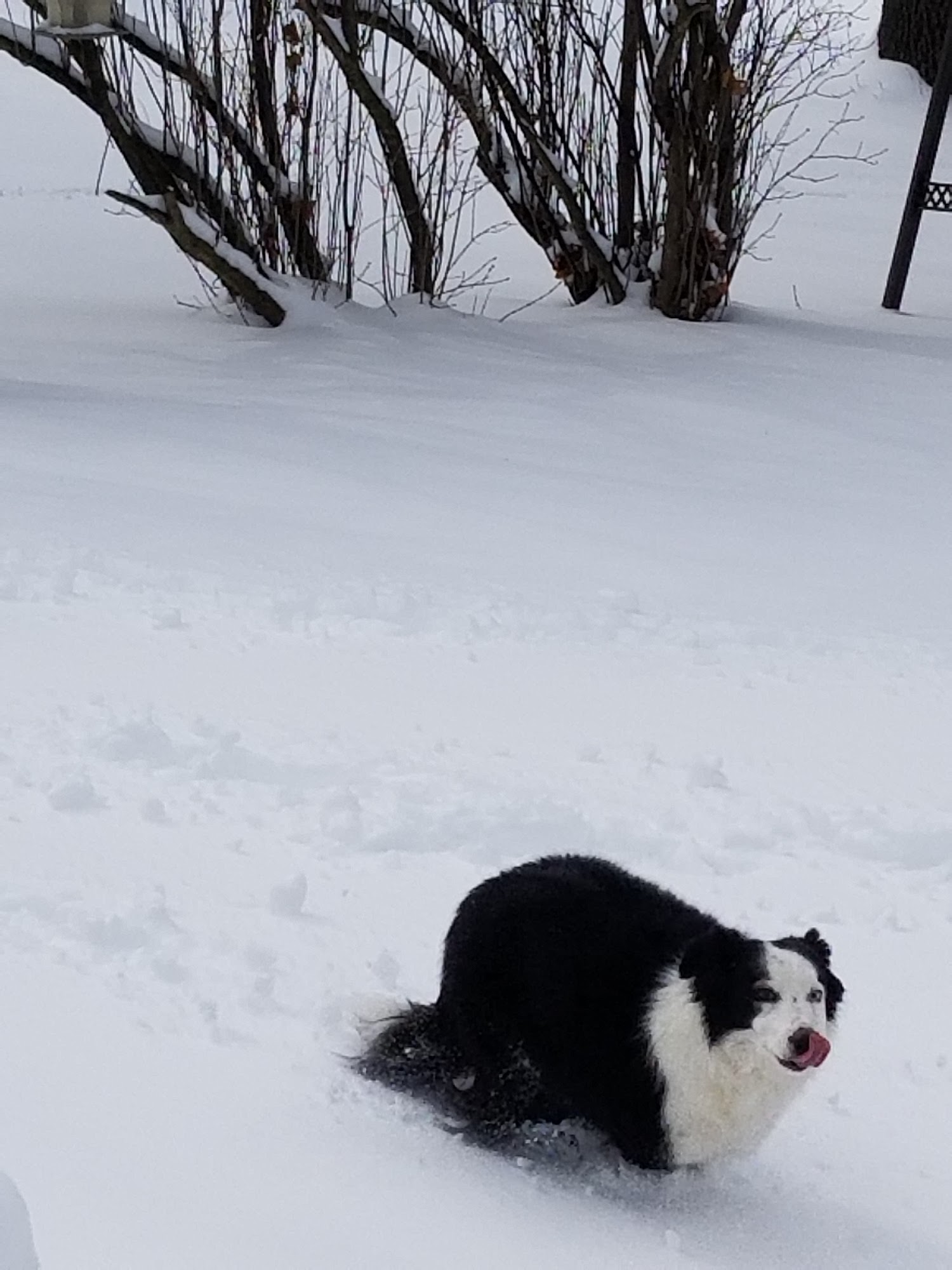 Jefferson Veterinary Hospital Rochester