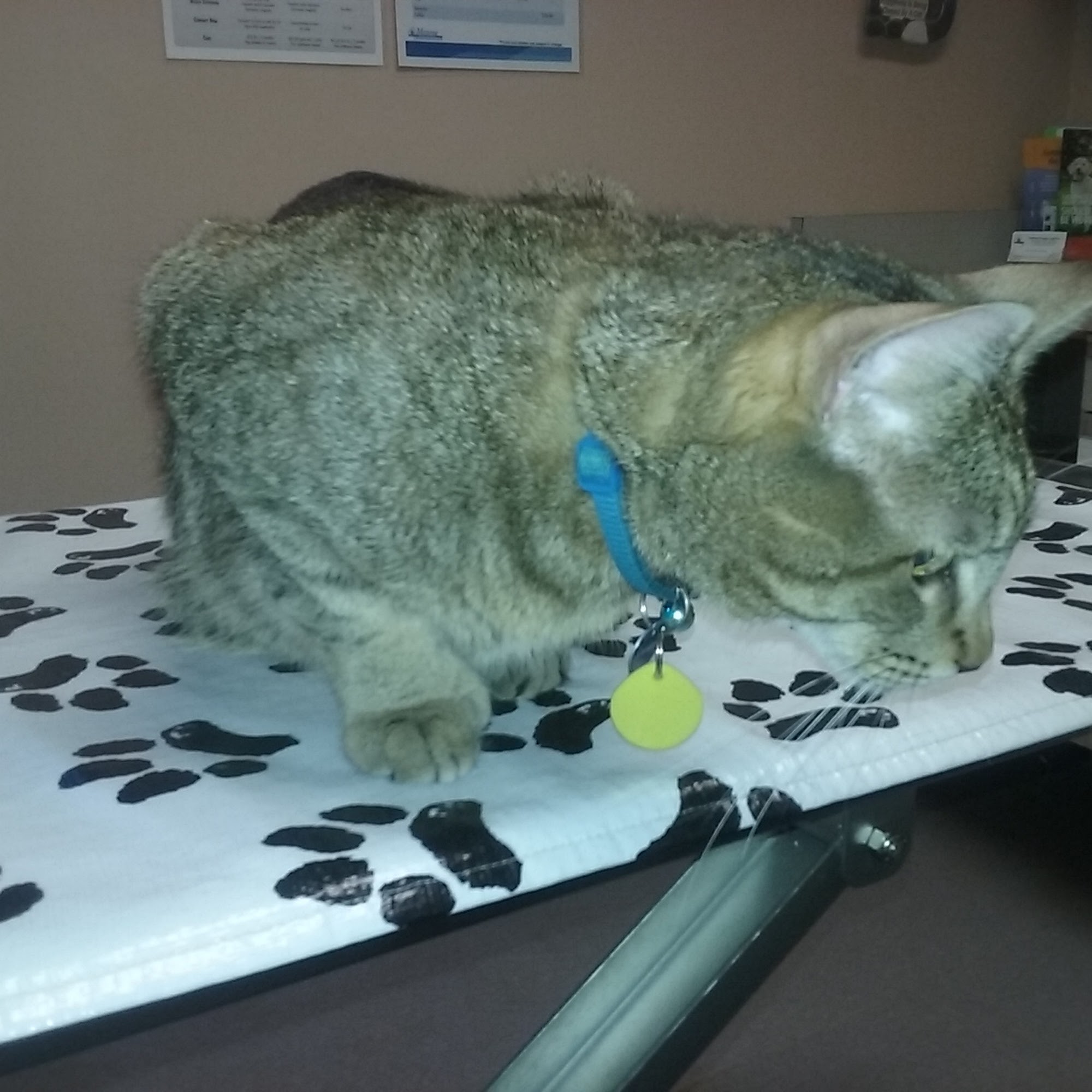 Companion Animal Hospital Rochester