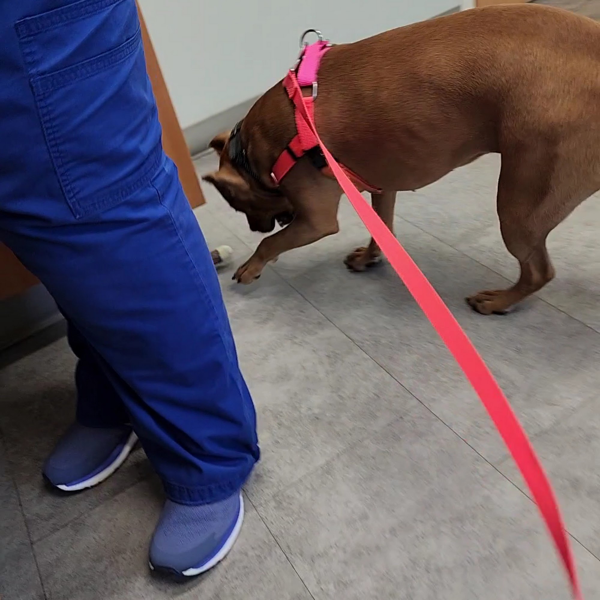 Penfield Veterinary Hospital Rochester