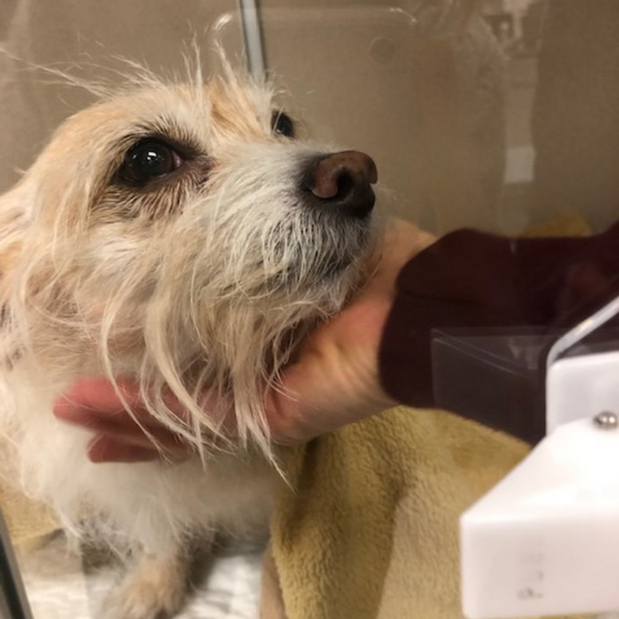 South Towne Veterinary Hospital Rochester