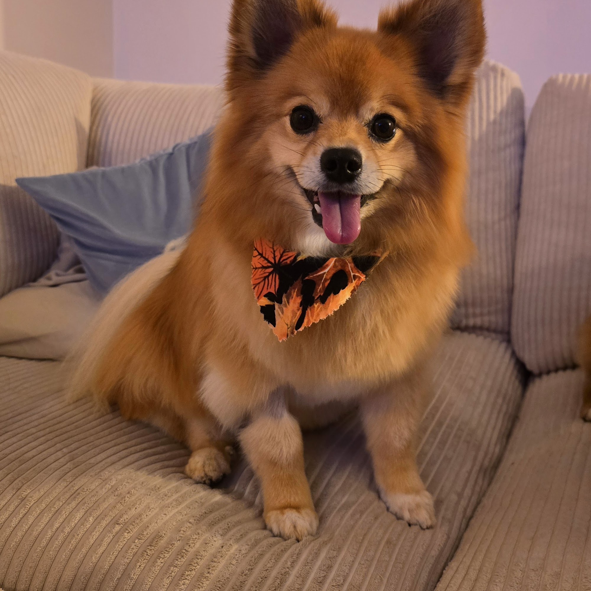 Paw Printz Mobile Pet Styling Rochester