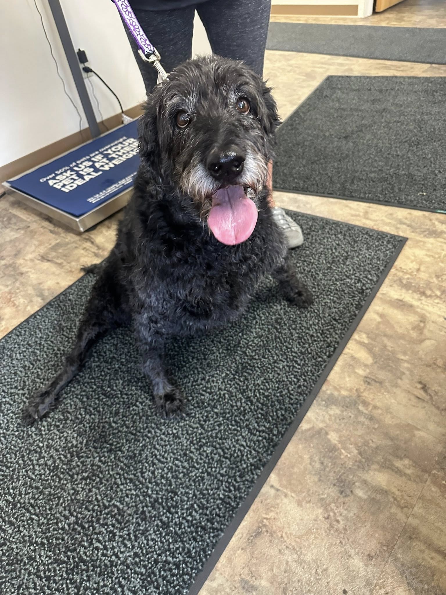 ROC Pet Rehab Rochester