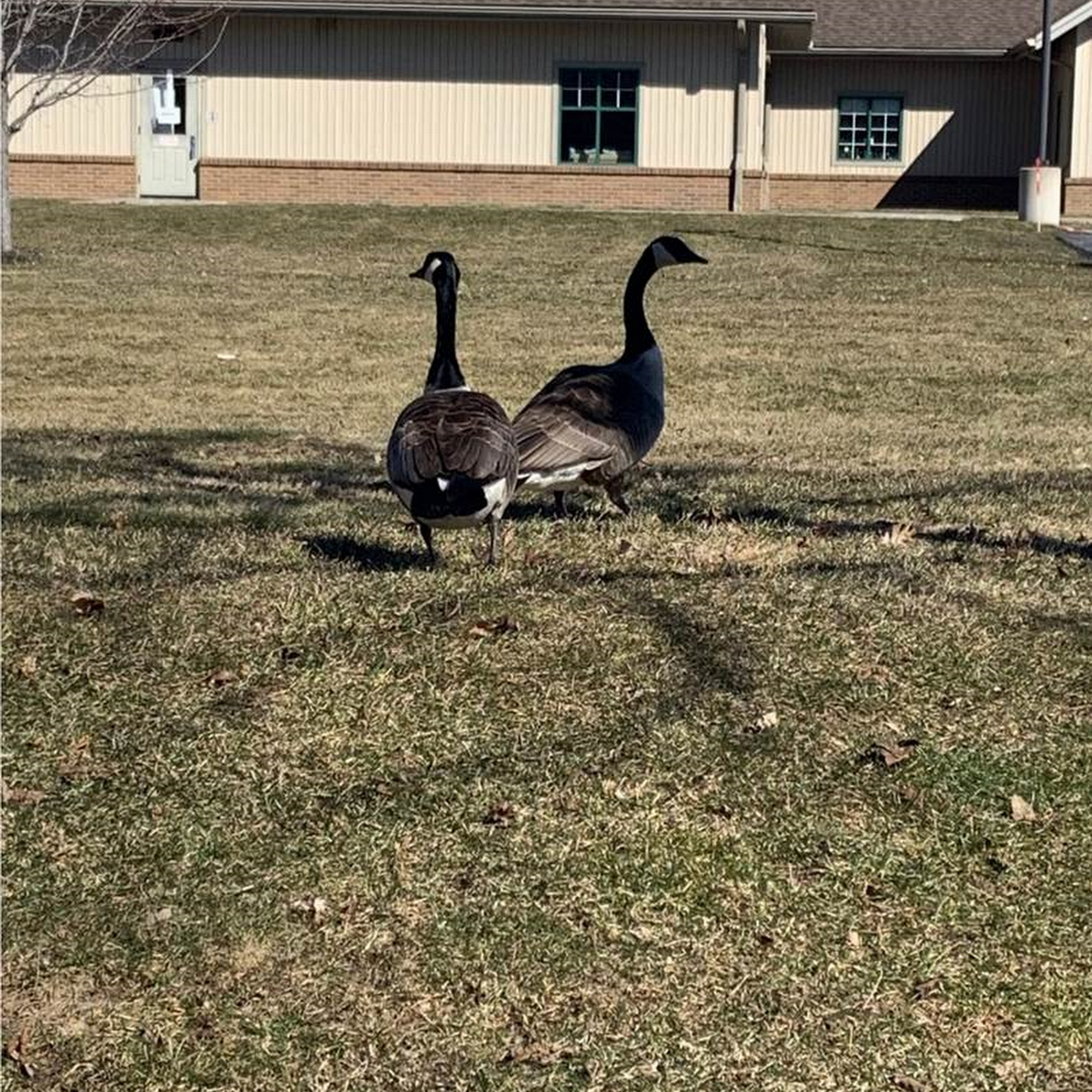 Dermatology for Animals - Rochester Rochester