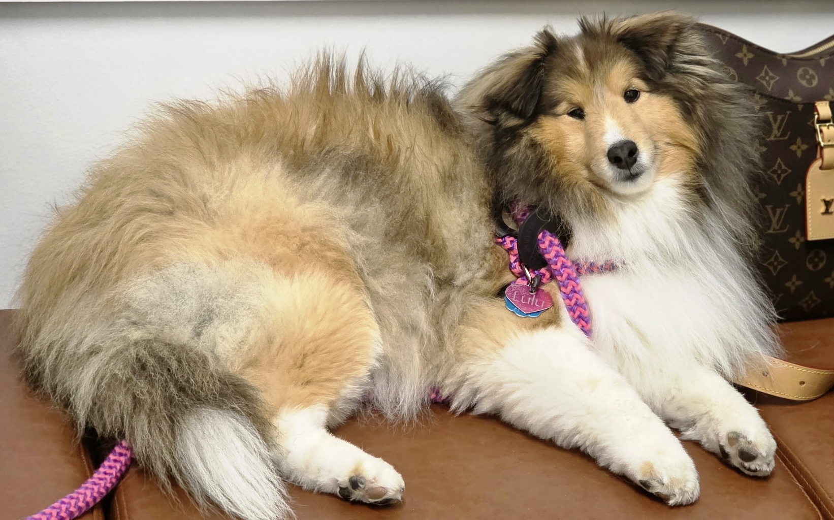 Dermatology for Animals - Rochester Rochester