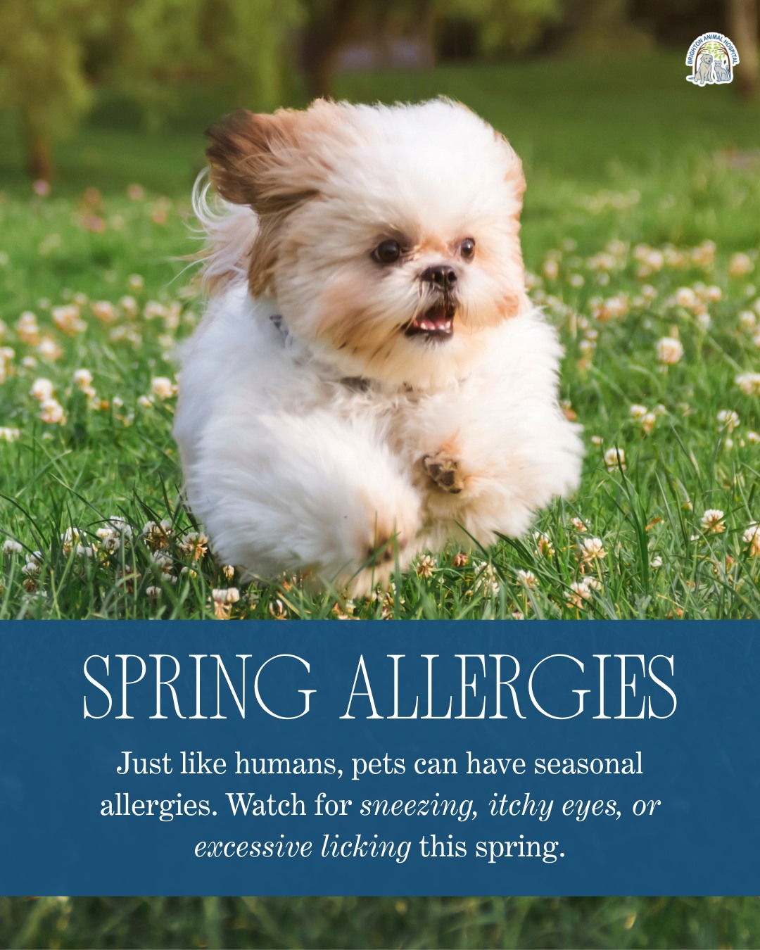 Brighton Animal Hospital: Vamvakias Peter G DVM