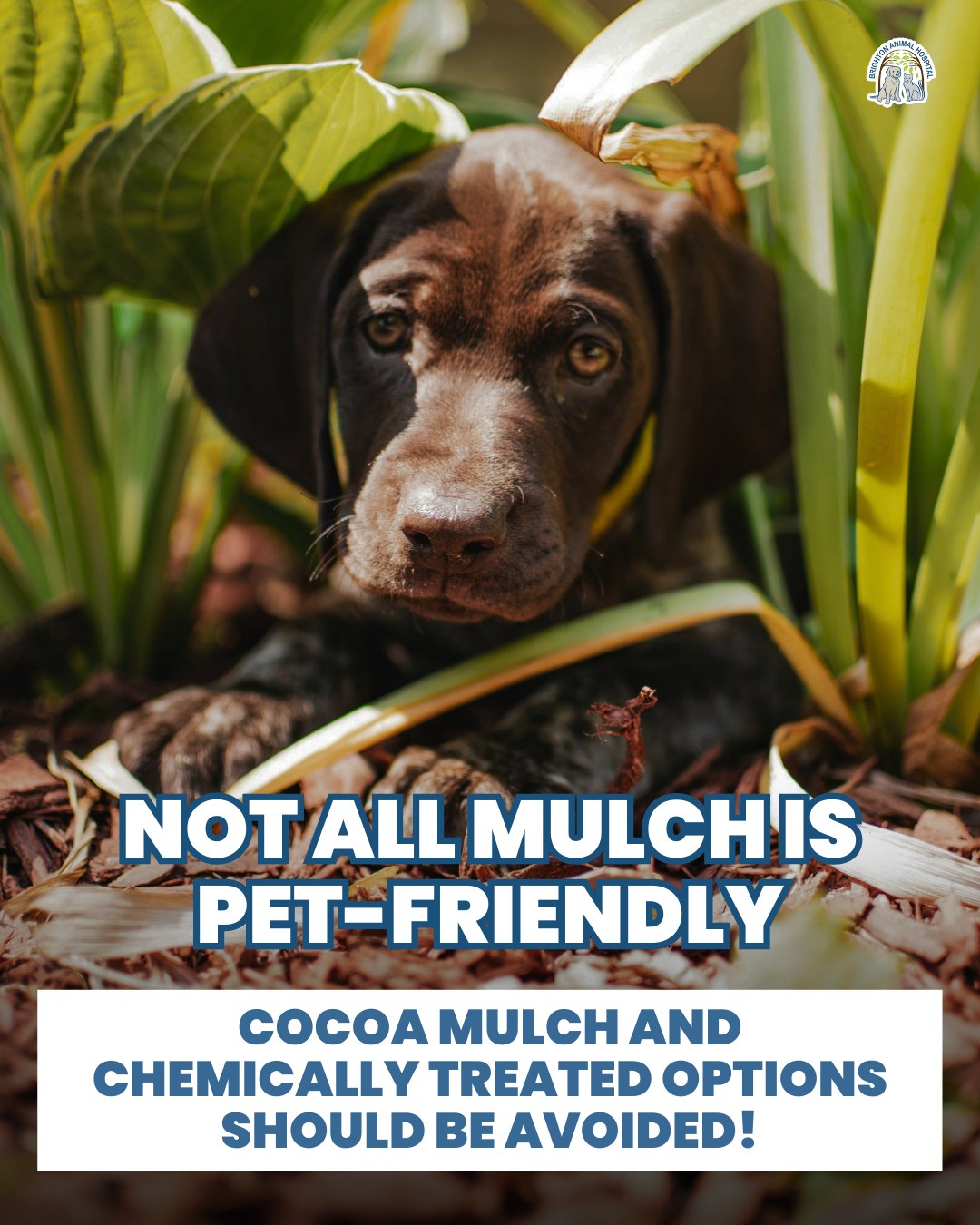 Brighton Animal Hospital: Vamvakias Peter G DVM Rochester