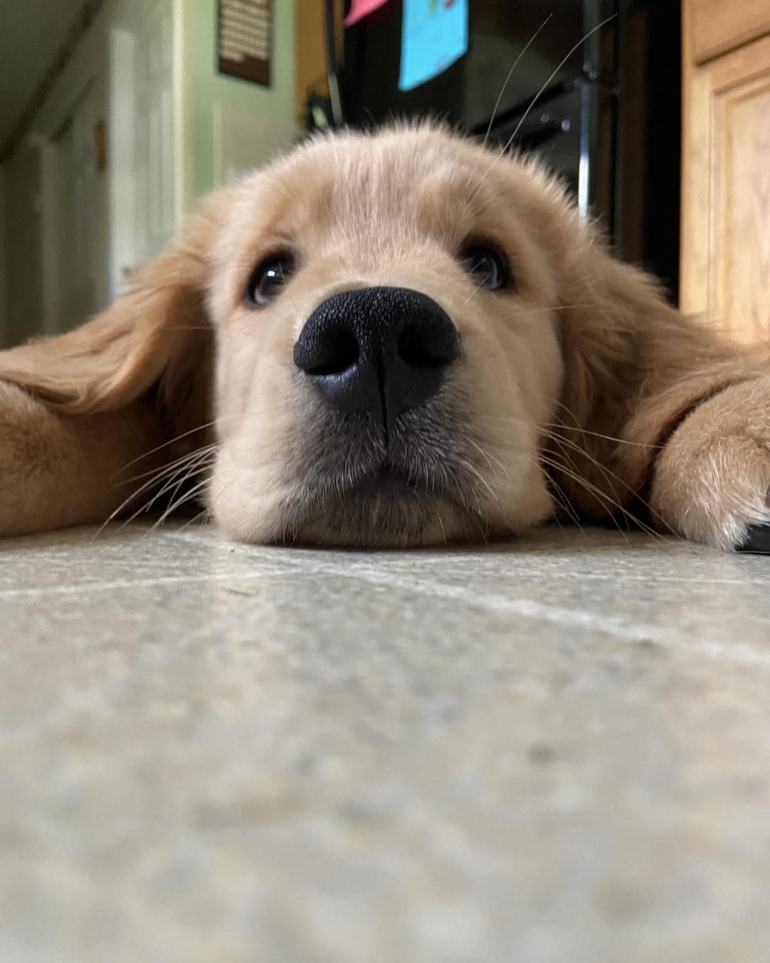 Gayle Persons Dog Training