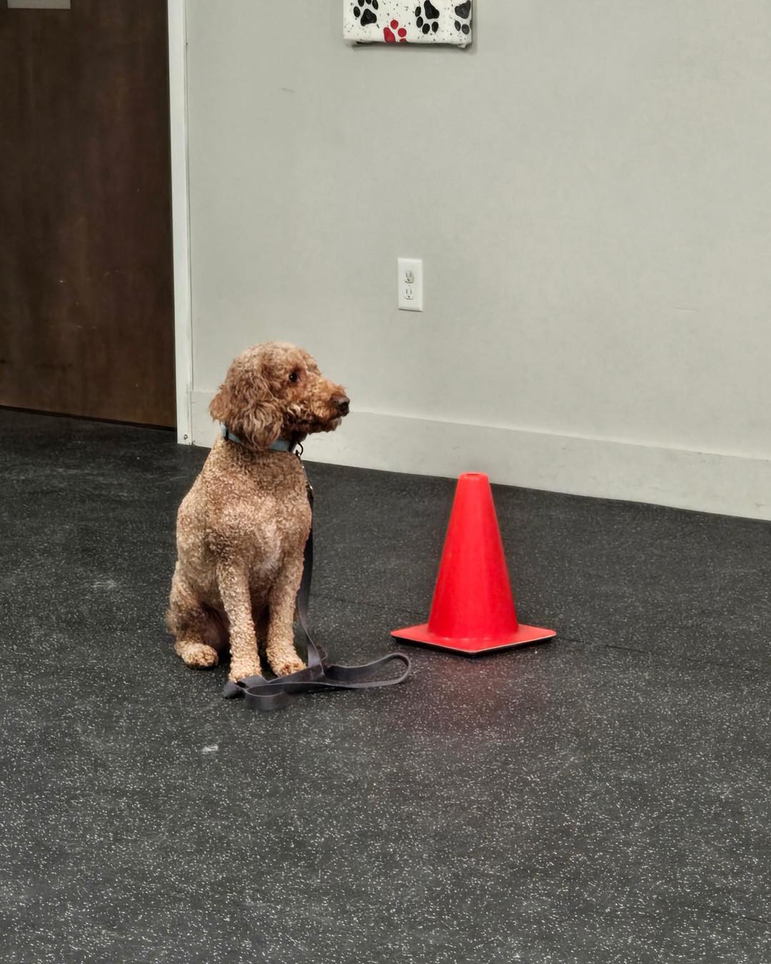 Gayle Persons Dog Training