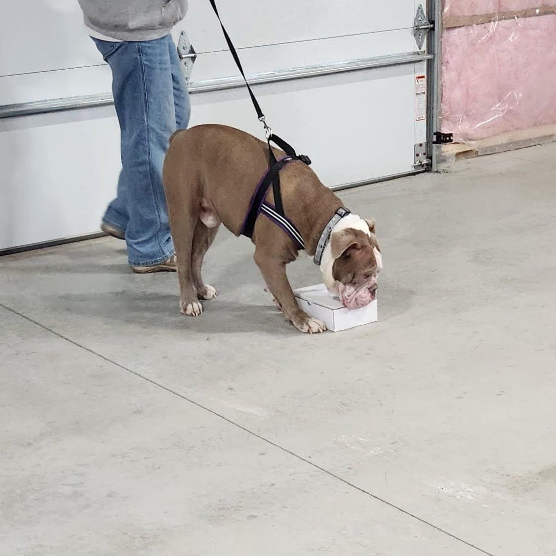 Gayle Persons Dog Training Rochester