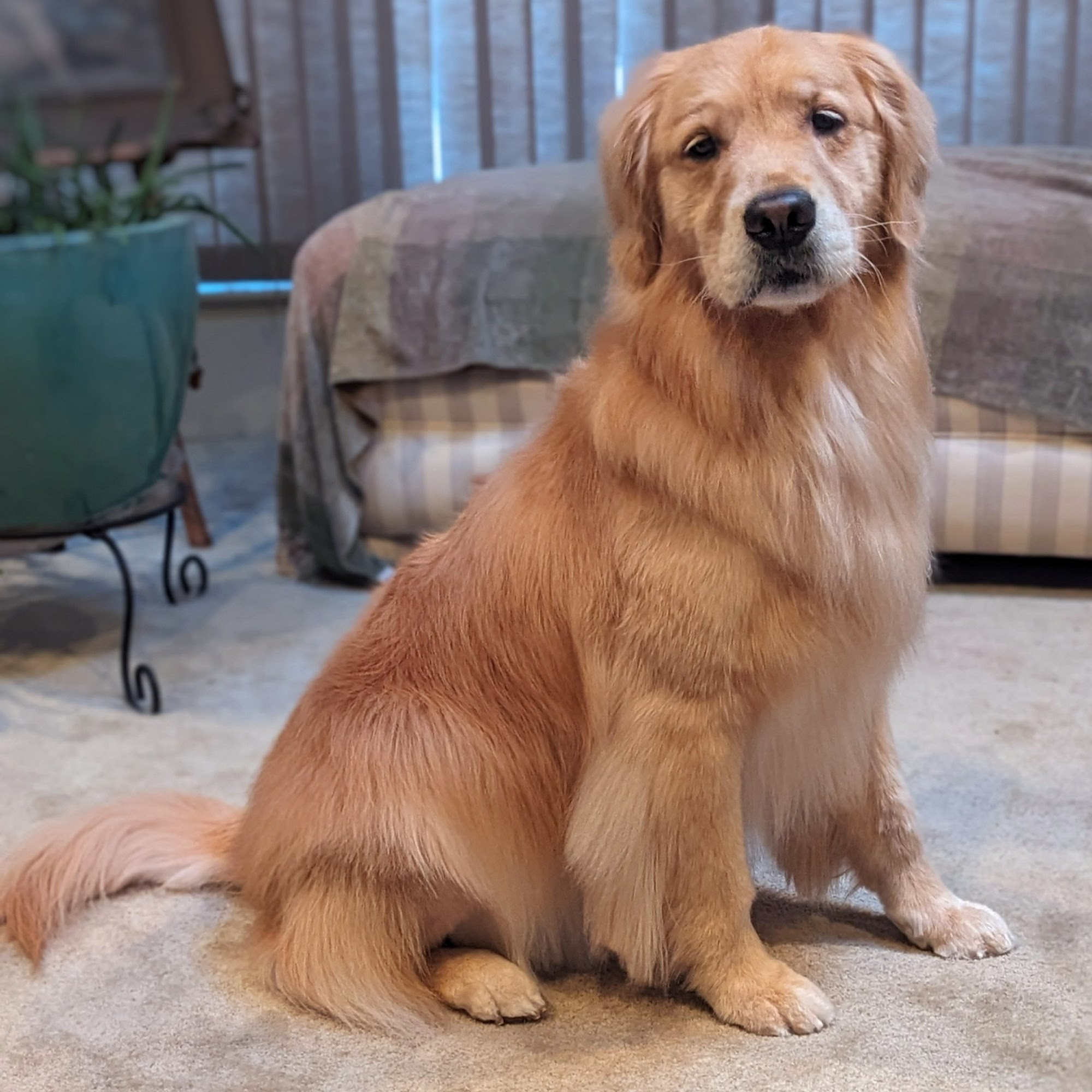 Wendy's Doggie Day Spa and Kitty Care Inc. Rockville Centre