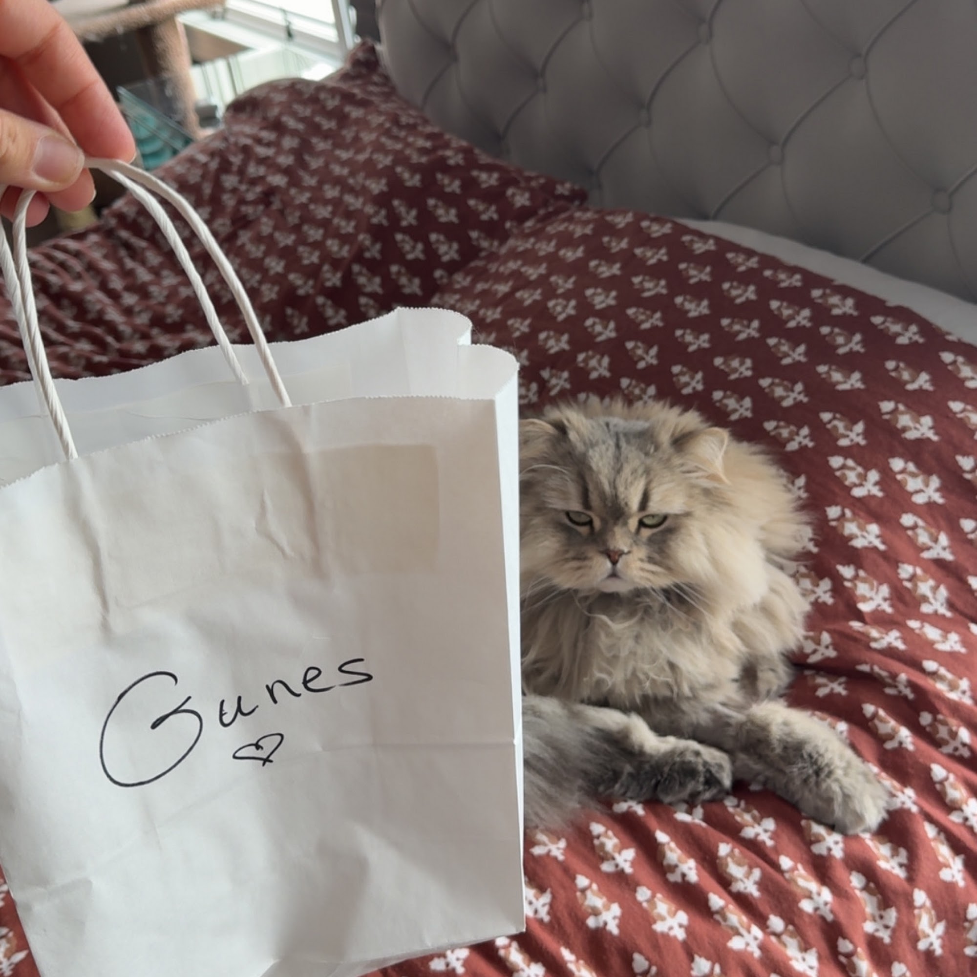 Rocky Point Animal Hospital Rocky Point