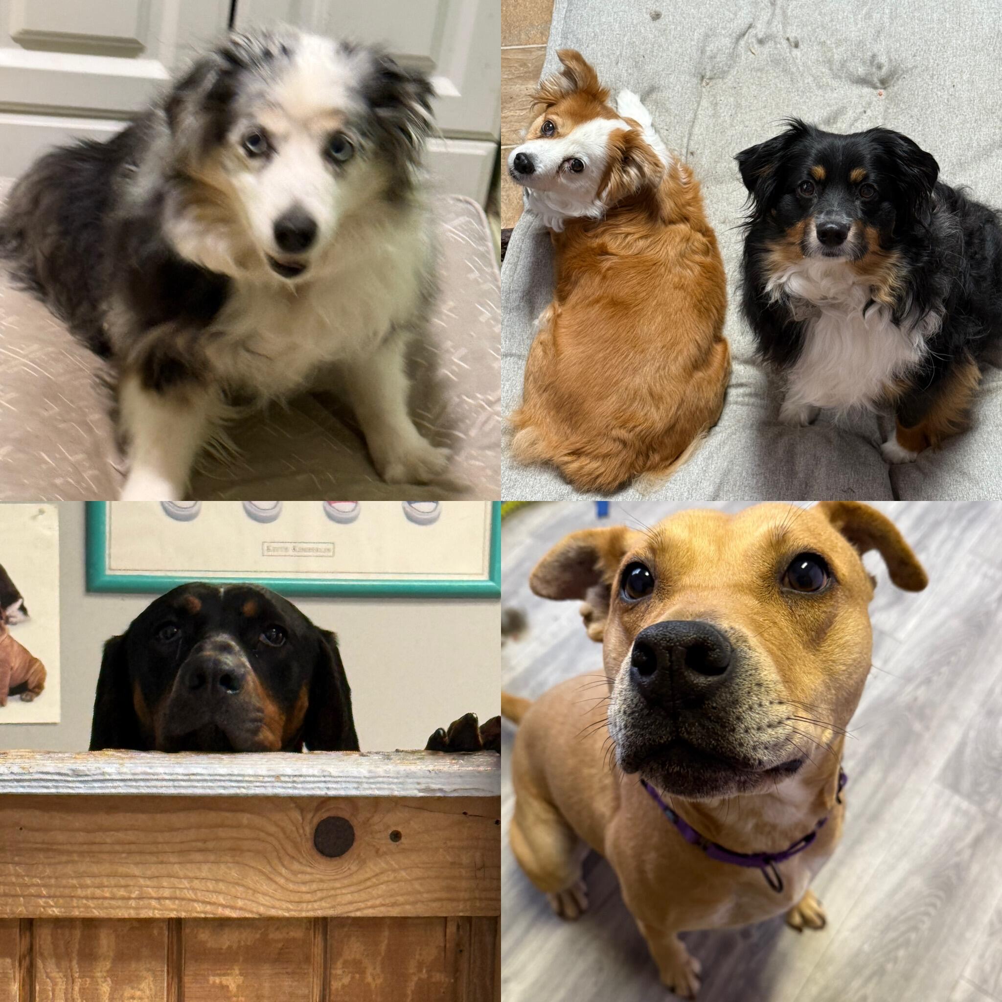 Emerald City Dog Spa Rocky Point