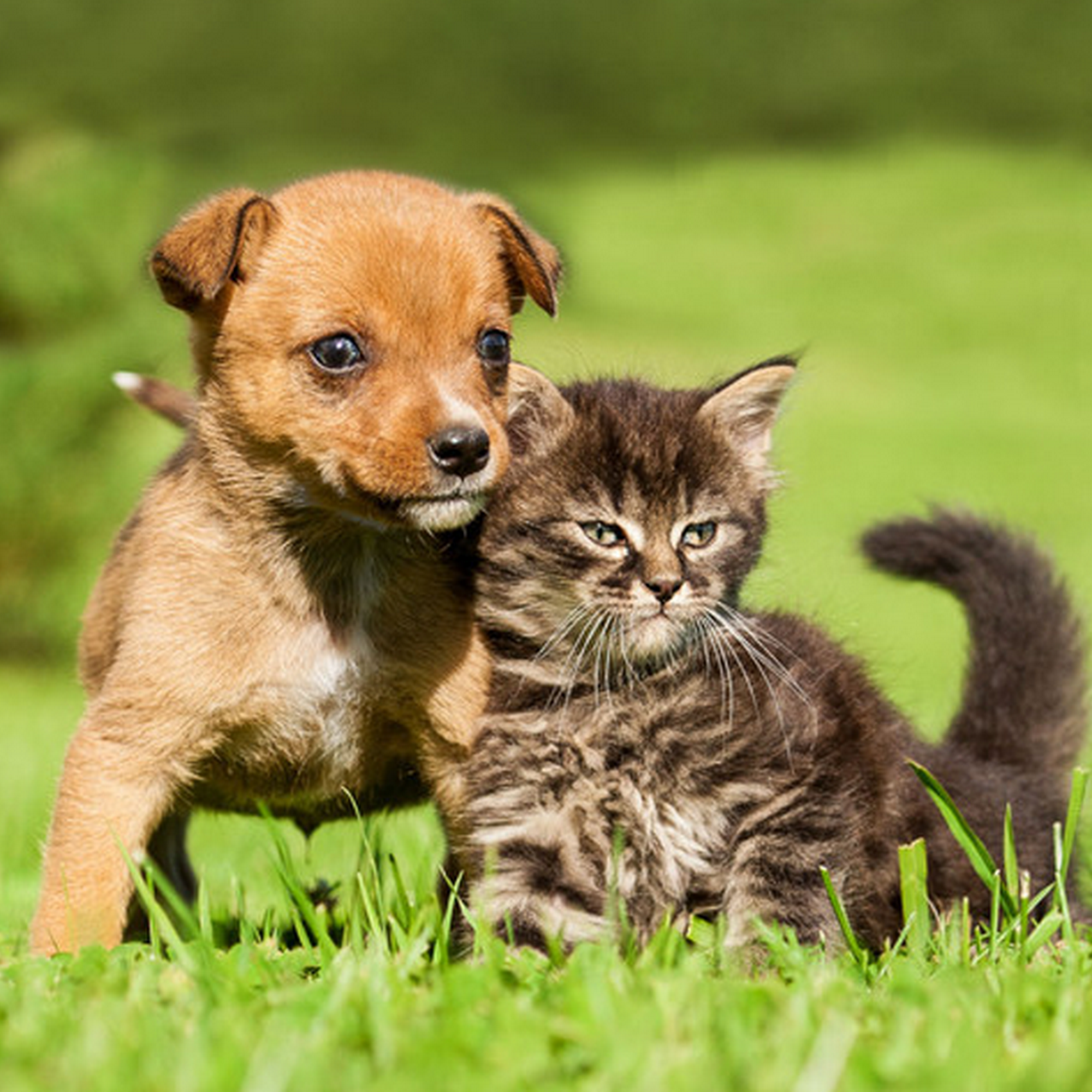 Delta Lake Veterinary Hospital Pllc Rome