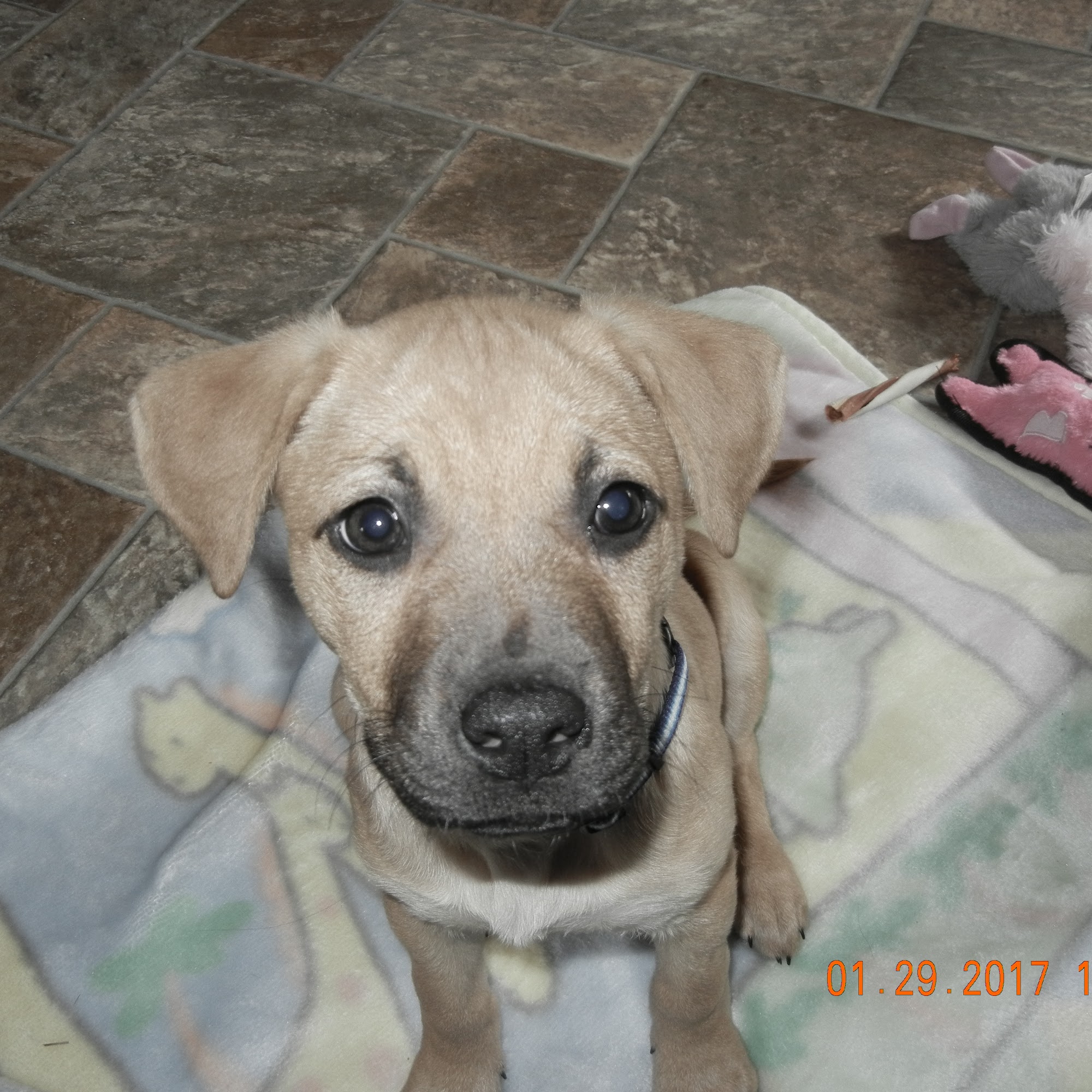 Adirondack Veterinary Service Rome