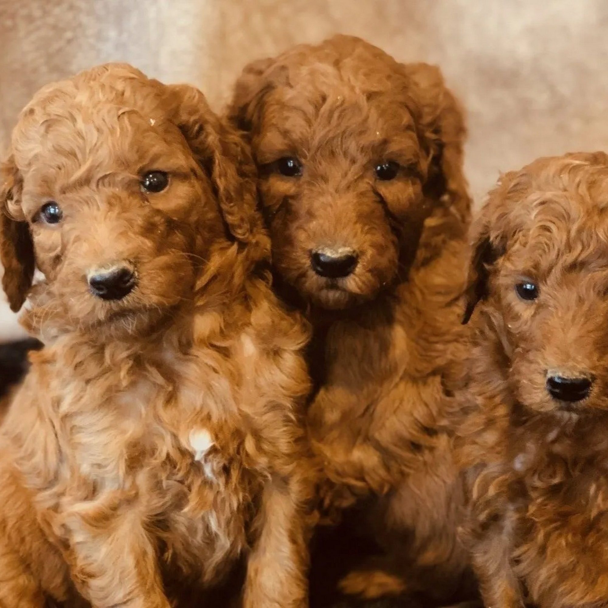 Hillside Standard Poodles Rome