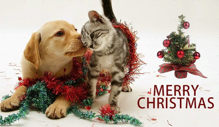 Queen Village Animal Hospital Rome
