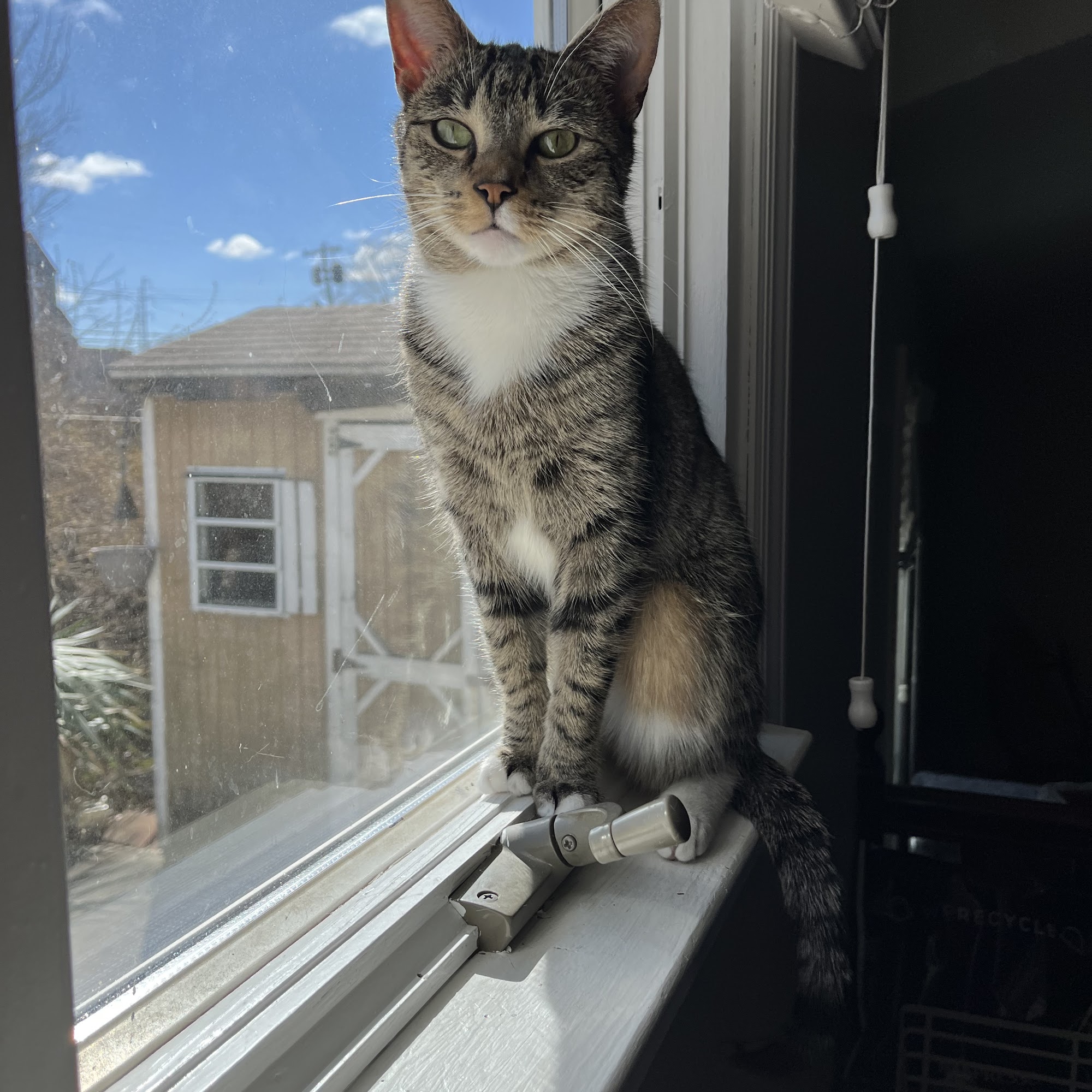 Animal Hospital of Roslyn Roslyn Heights