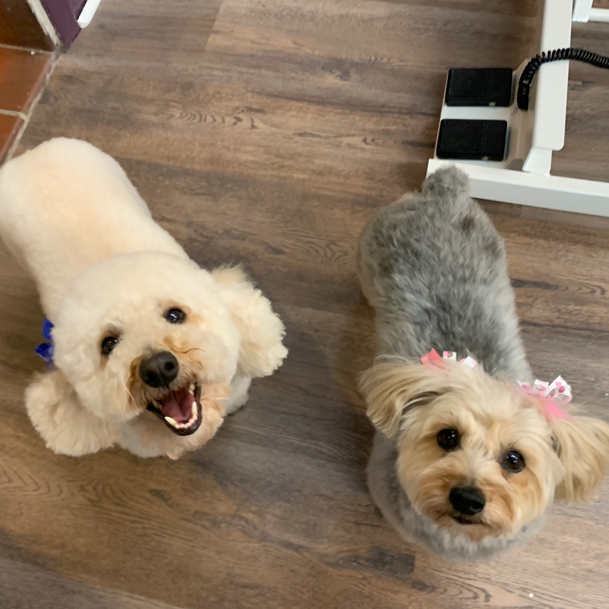 Lex Pets Grooming and Services Rye