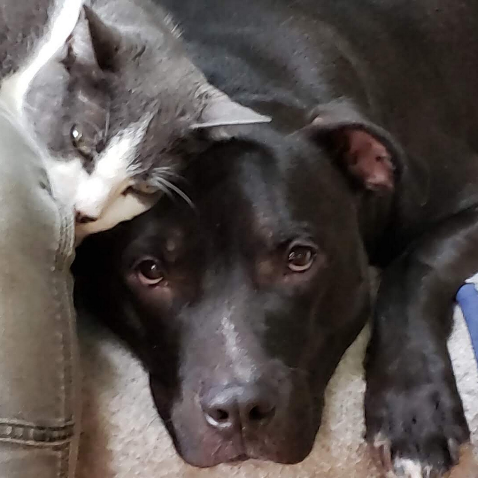 Borador Animal Hospital Salem