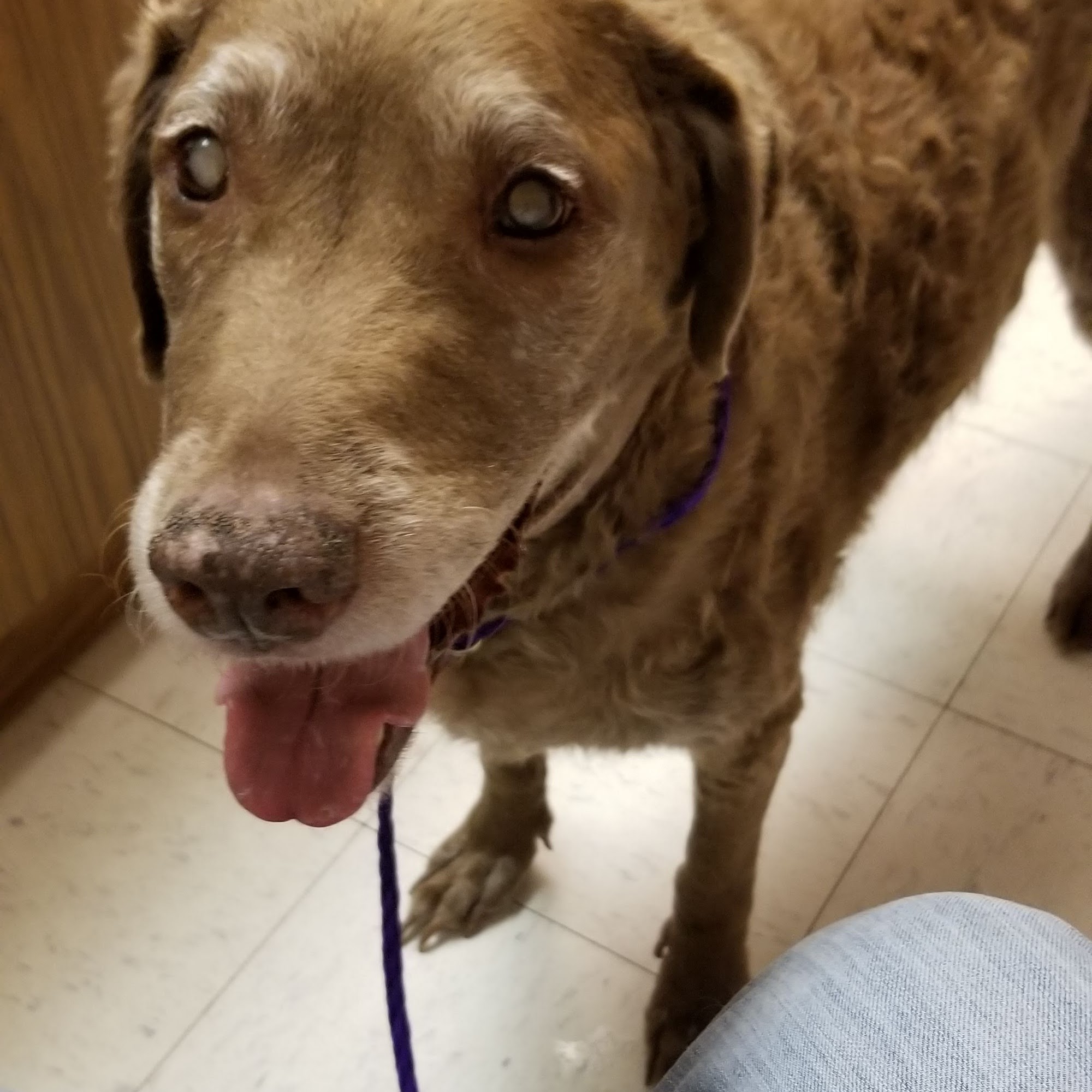 Adirondack Park Pet Hospital Saranac Lake