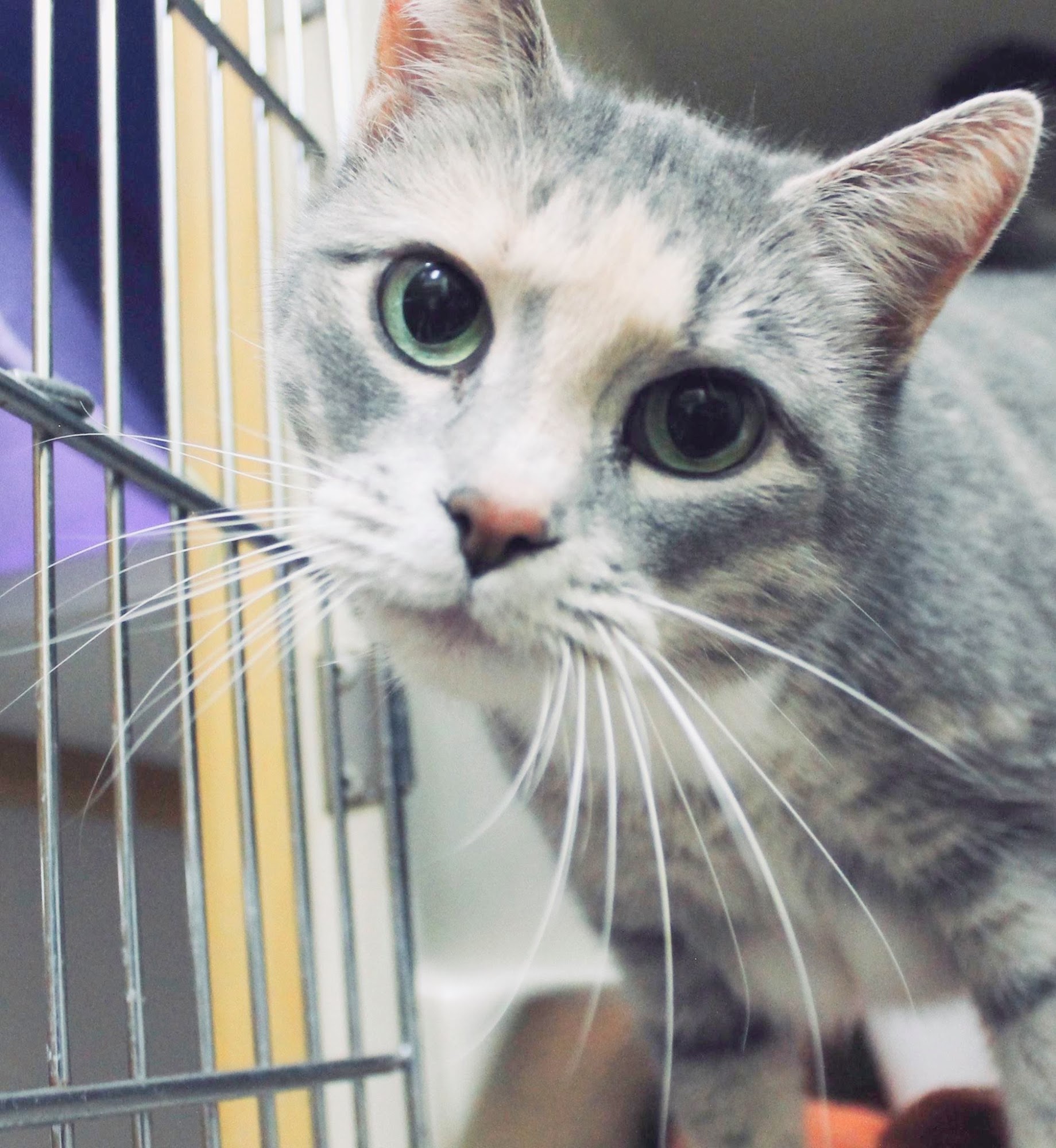 Tri-Lakes Humane Society, Inc. Saranac Lake