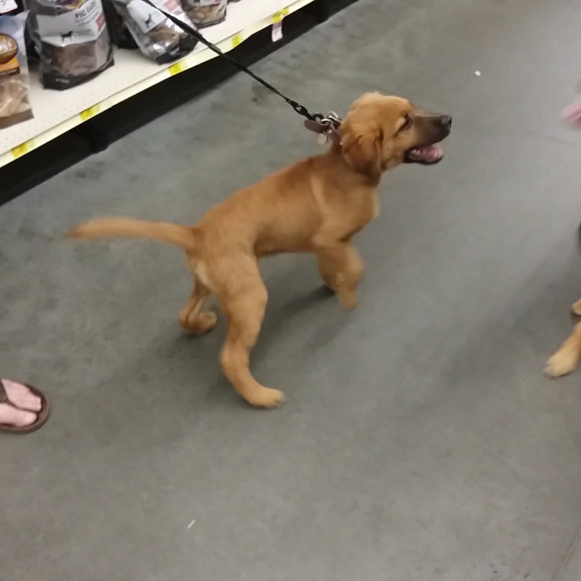 PetSmart Saratoga Springs