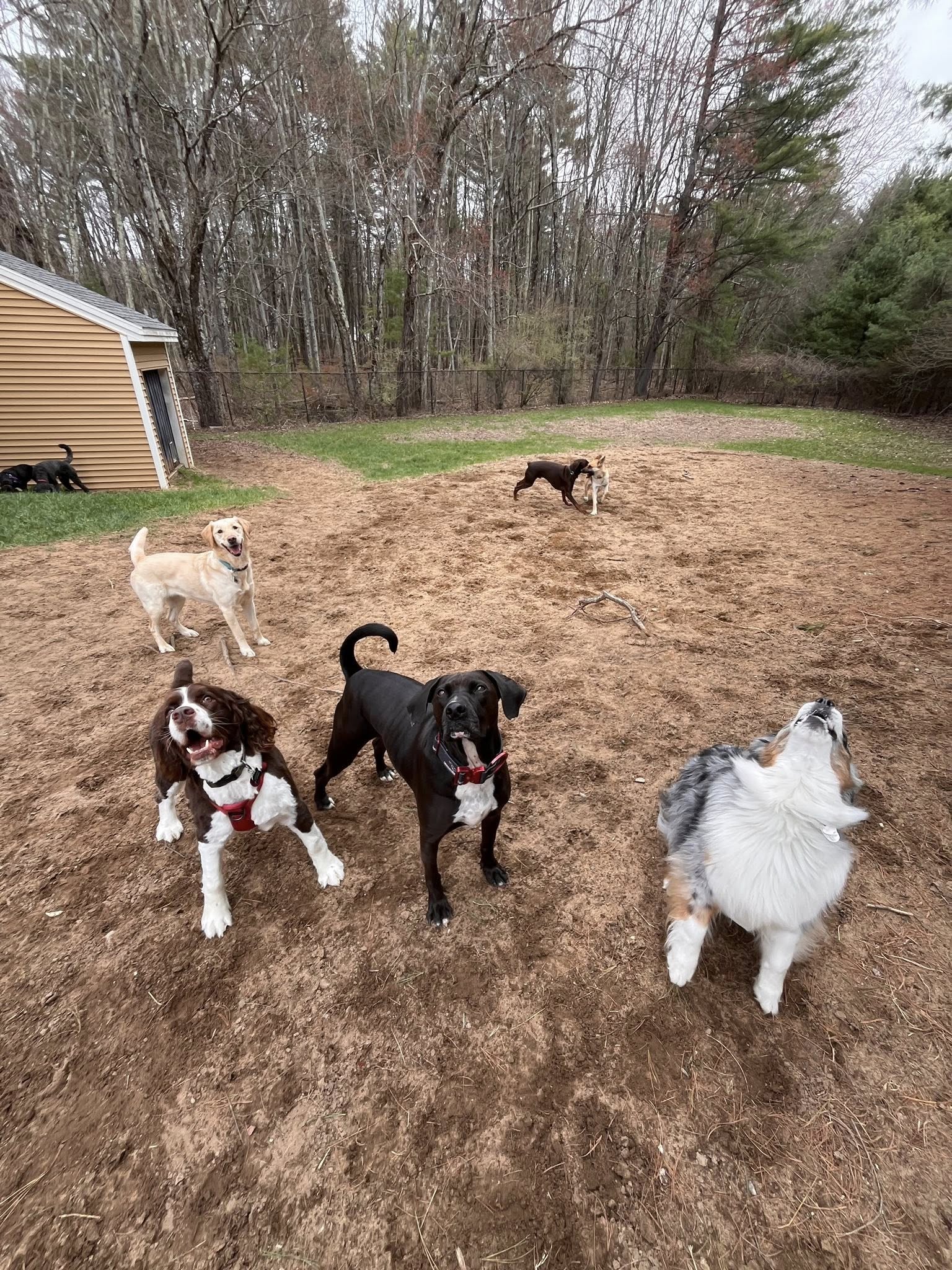Aardvark Pet Sitting Saratoga Springs